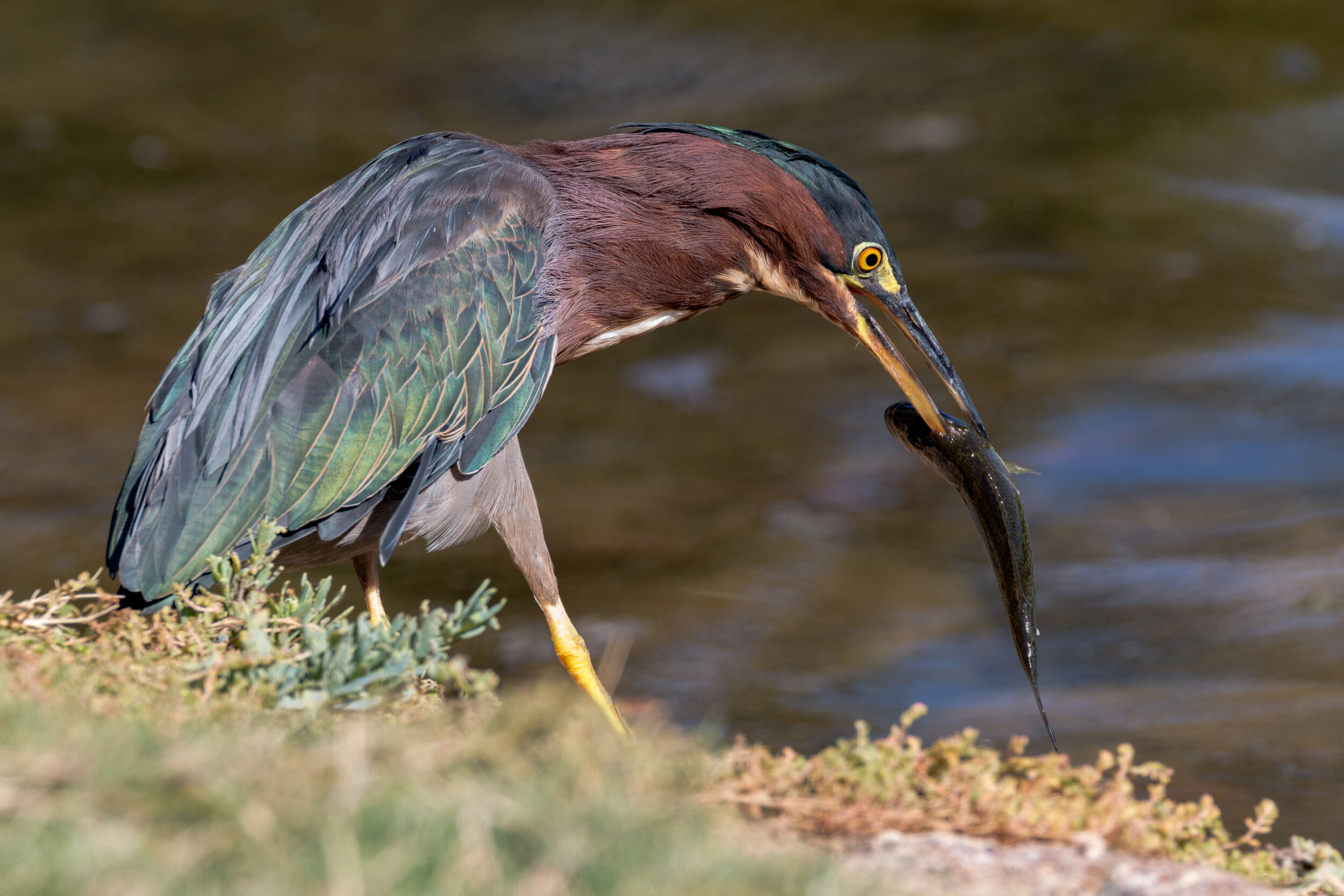 IMG_6304 LR1-LR1.jpg