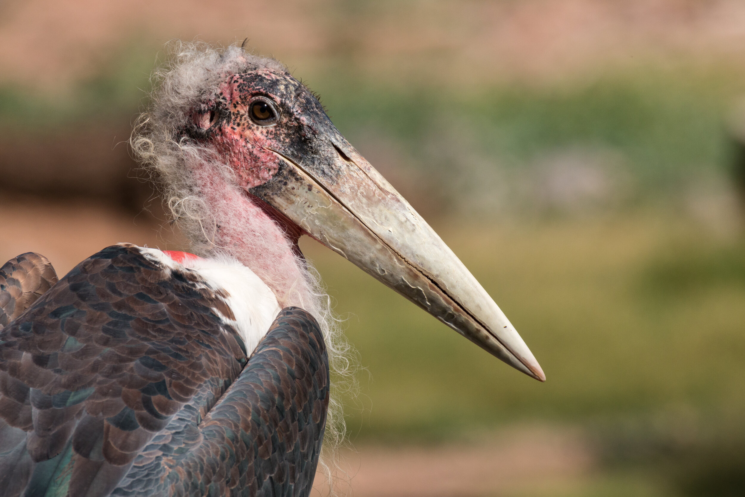 IMG_6277 LR1-LR1.jpg