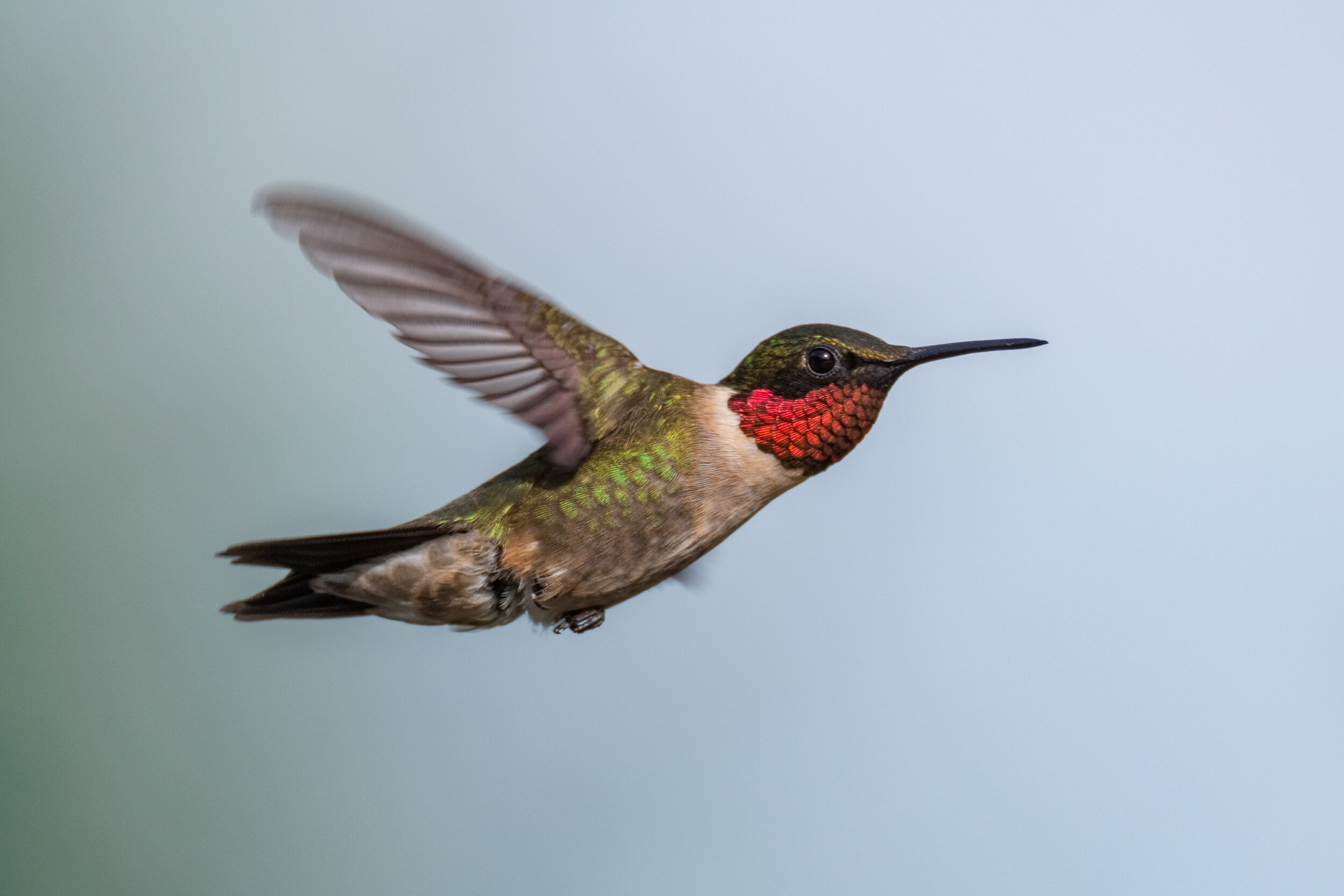 IMG_8586 LR1-LR1.jpg