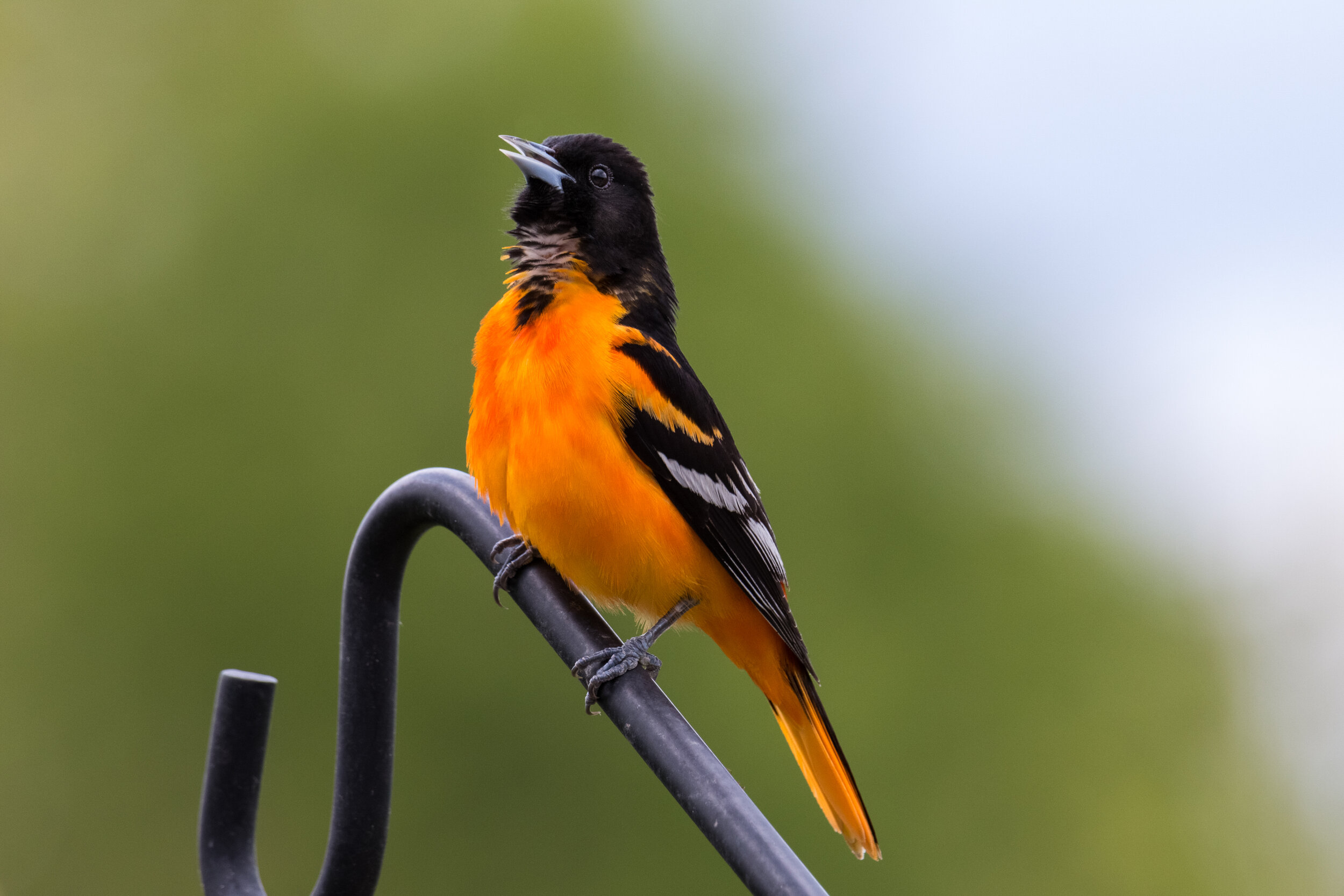 IMG_8721 LR1-LR1.jpg