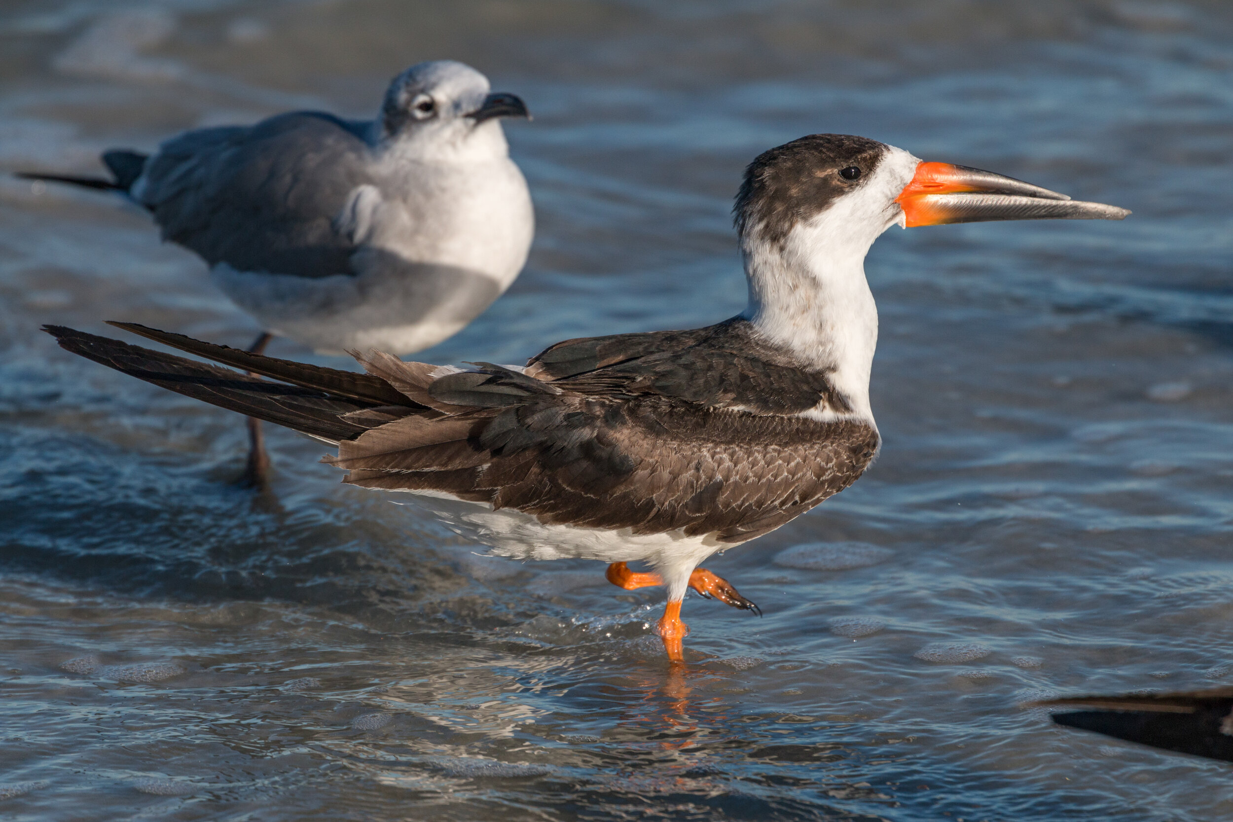 IMG_8637 LR1-LR1.jpg