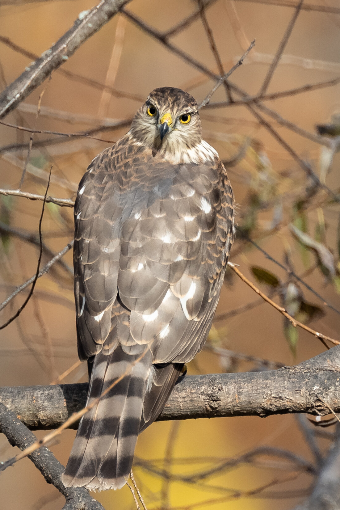 1Z7A7208-LR1.jpg
