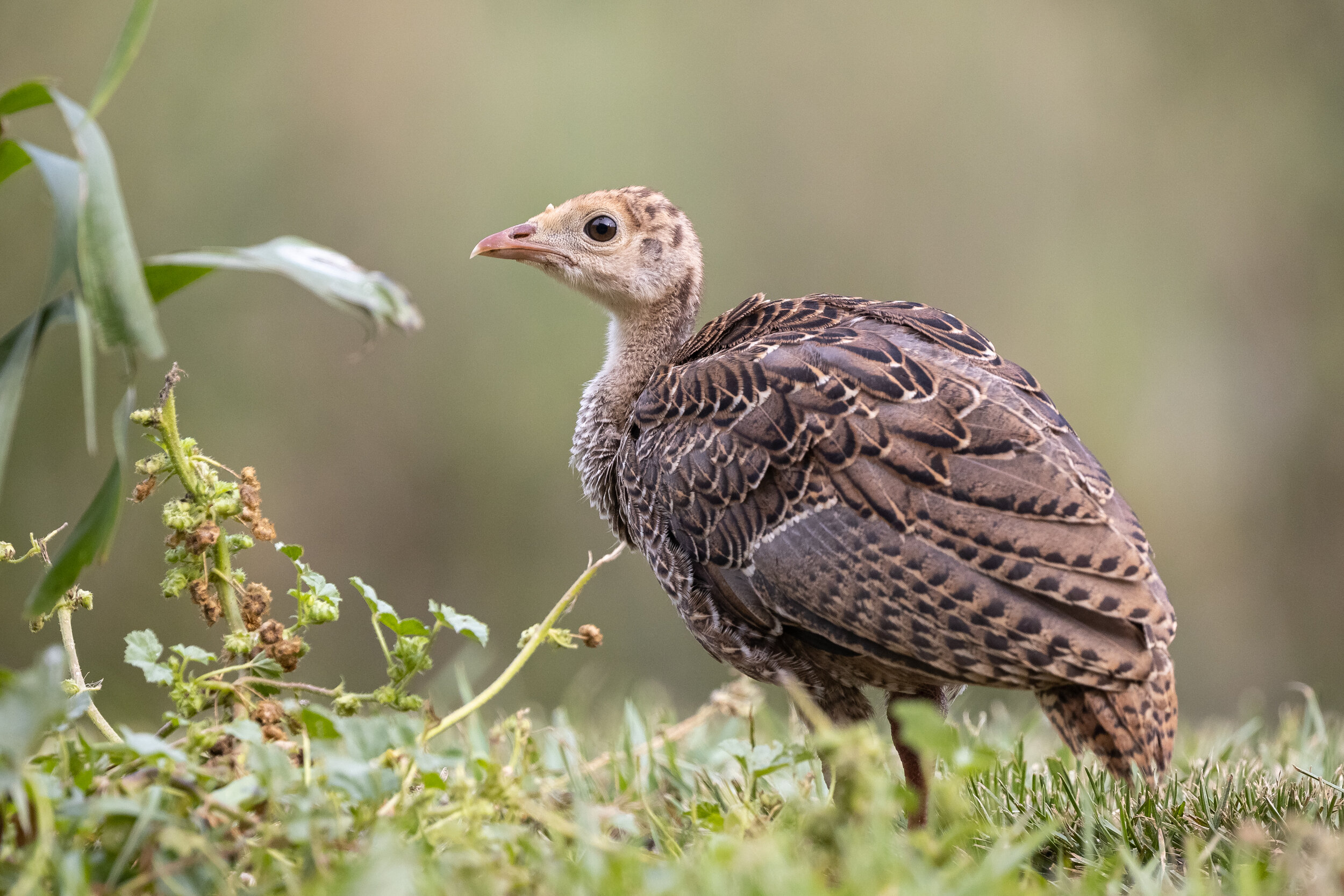 1Z7A6100-LR1.jpg