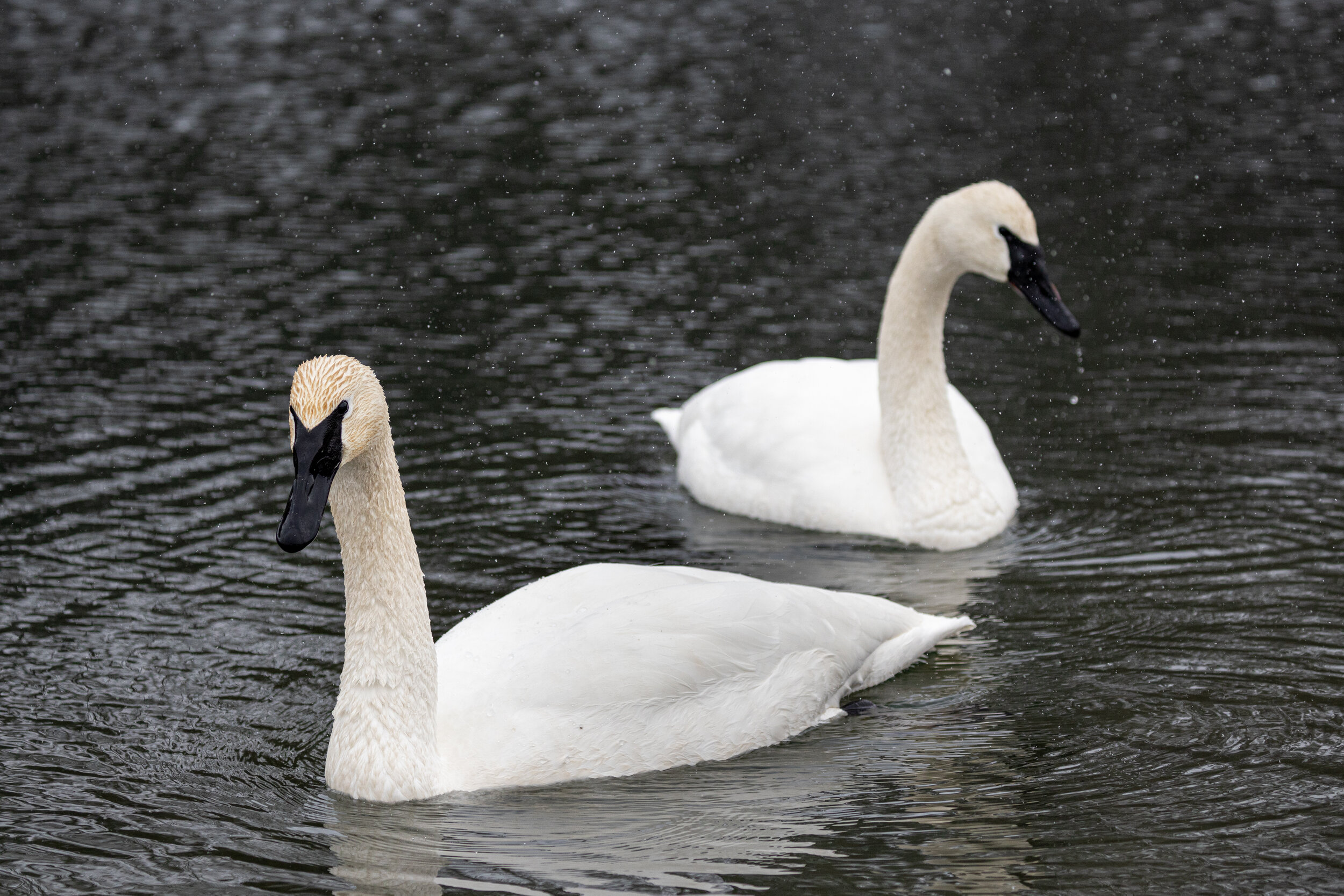 1Z7A3585-LR1.jpg