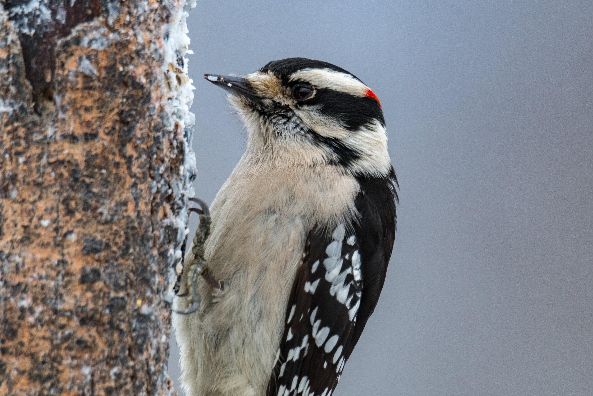 IMG_1533 LR1-LR1.jpg