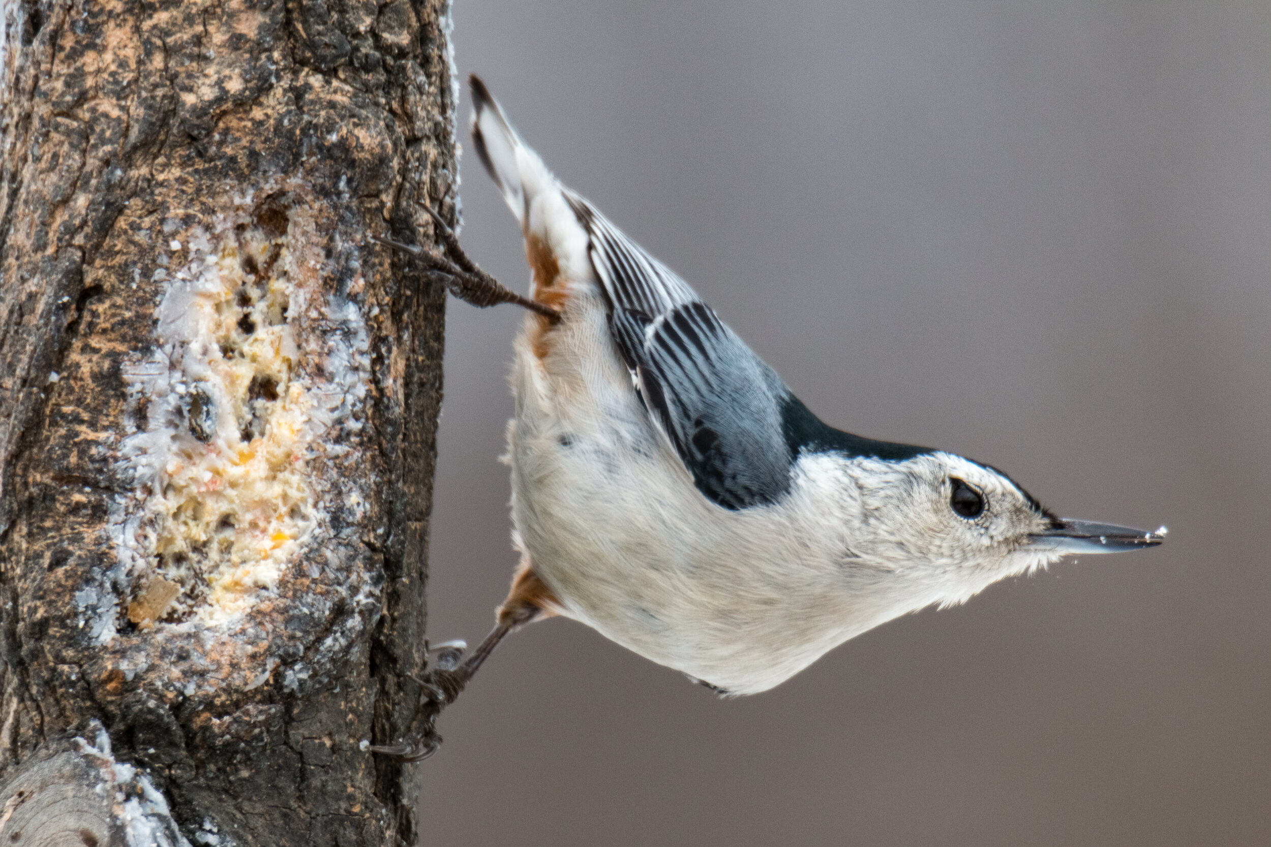IMG_1516 LR1-LR1.jpg