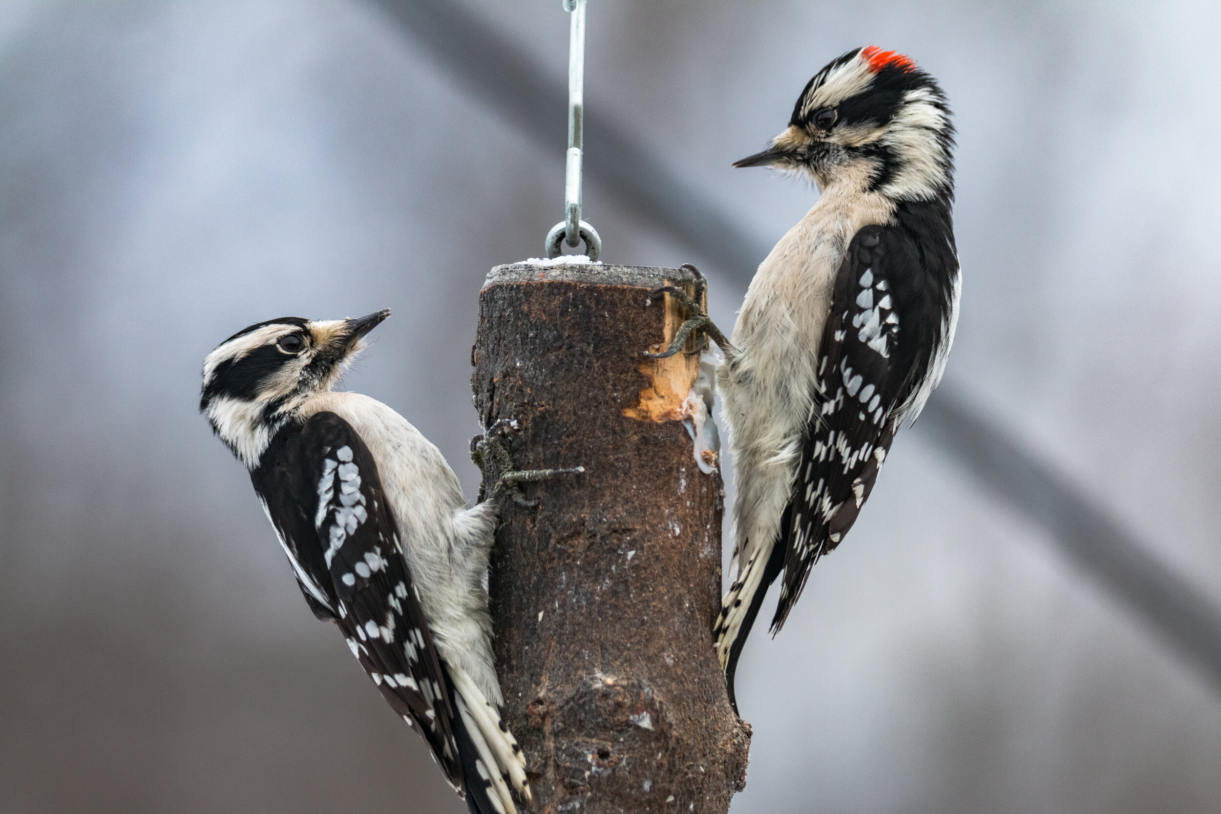 IMG_1493 LR1-LR1.jpg