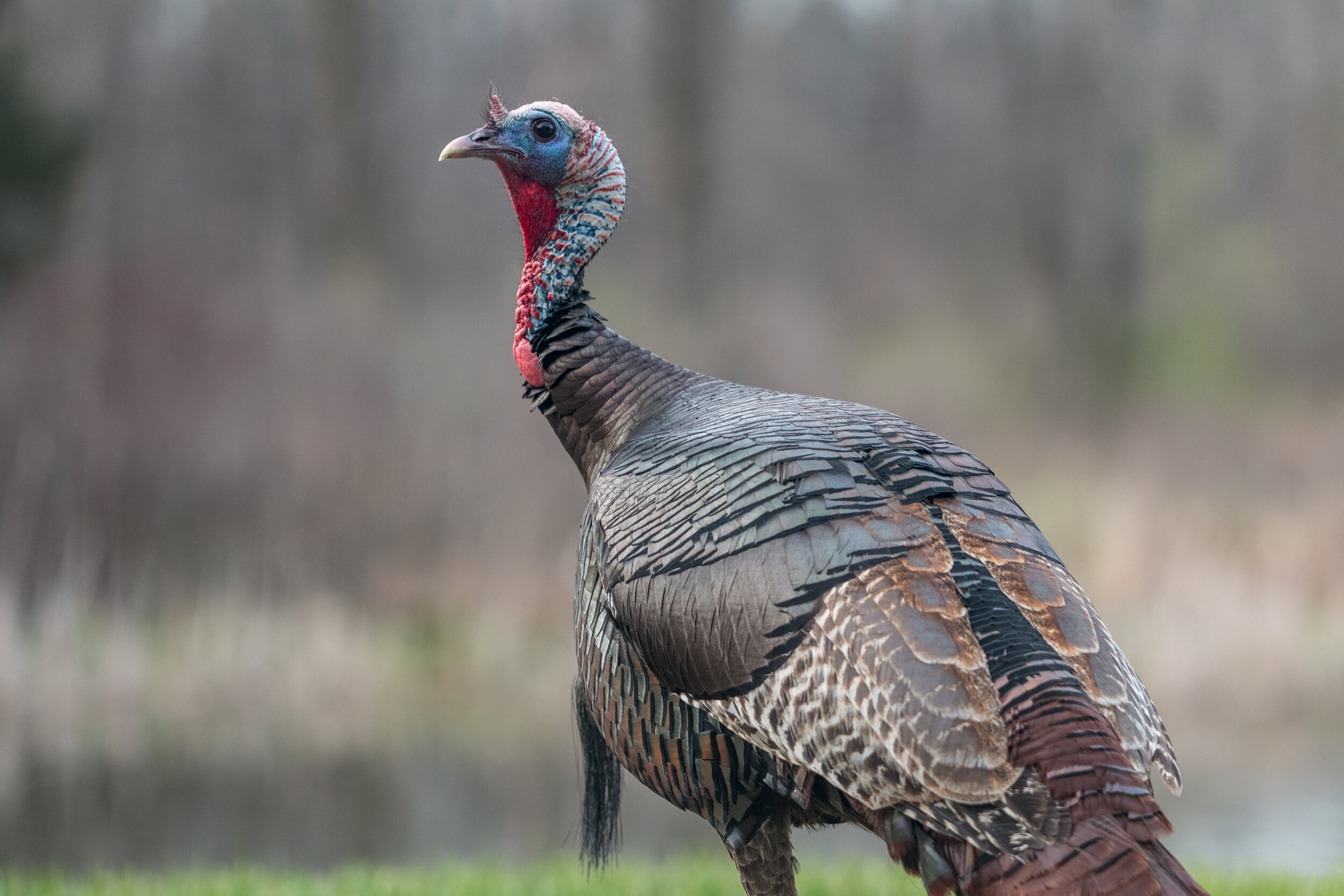 IMG_5570 LR1-LR1.jpg