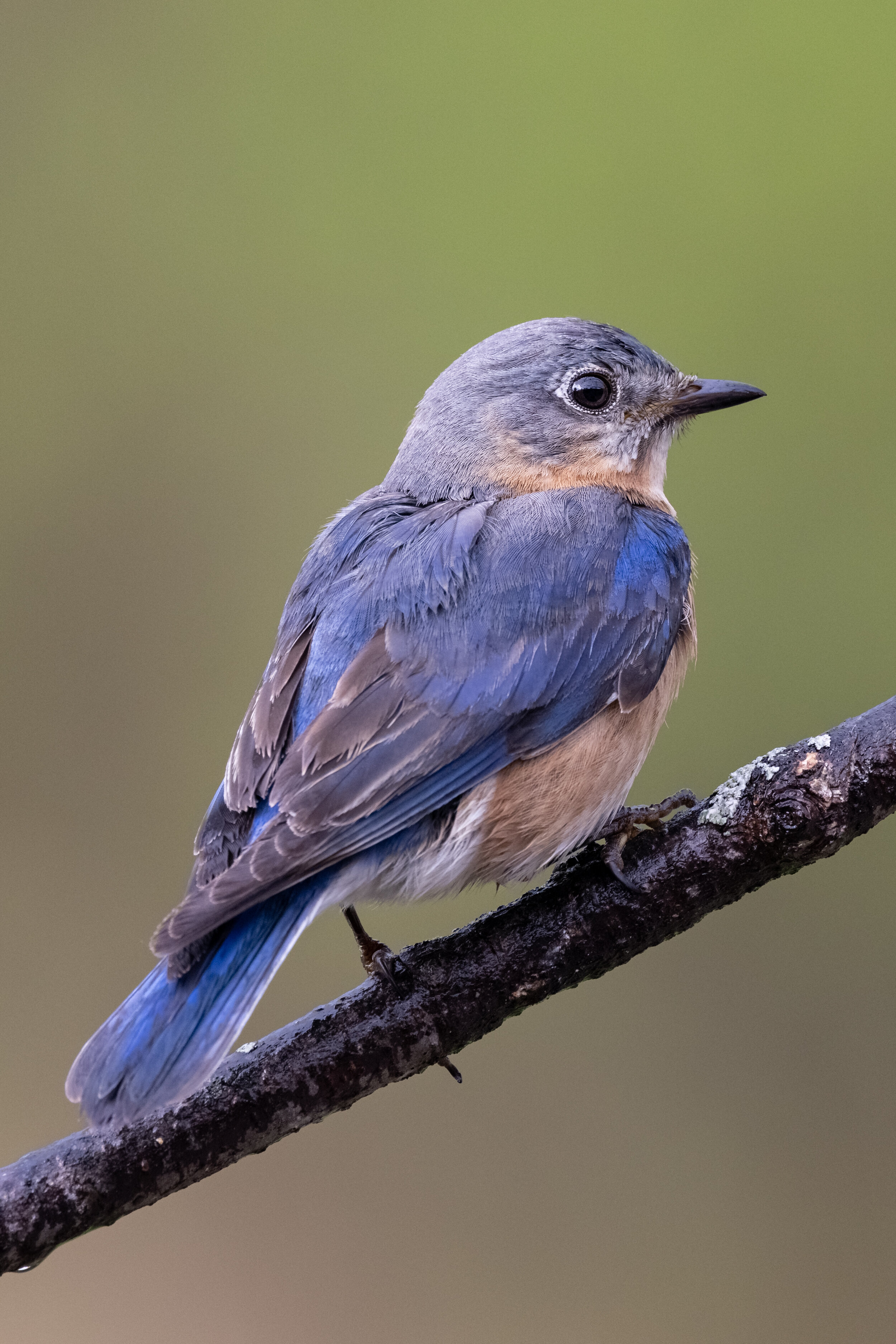 R5C15579-LR1.jpg