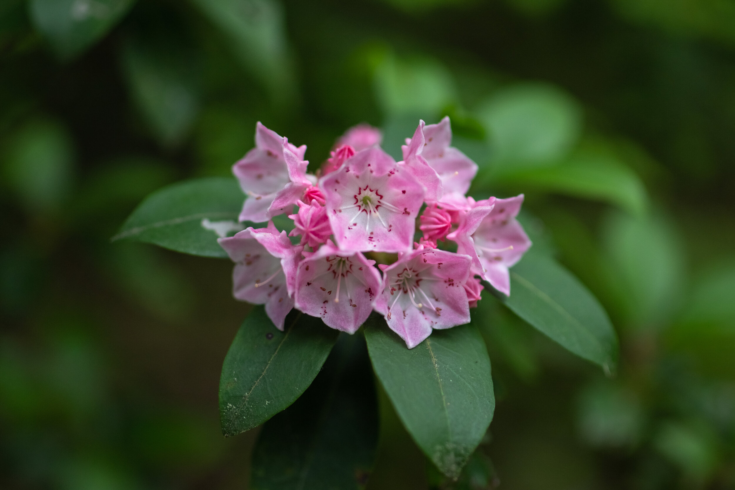 IMG_3005-LR1-LR1.jpg