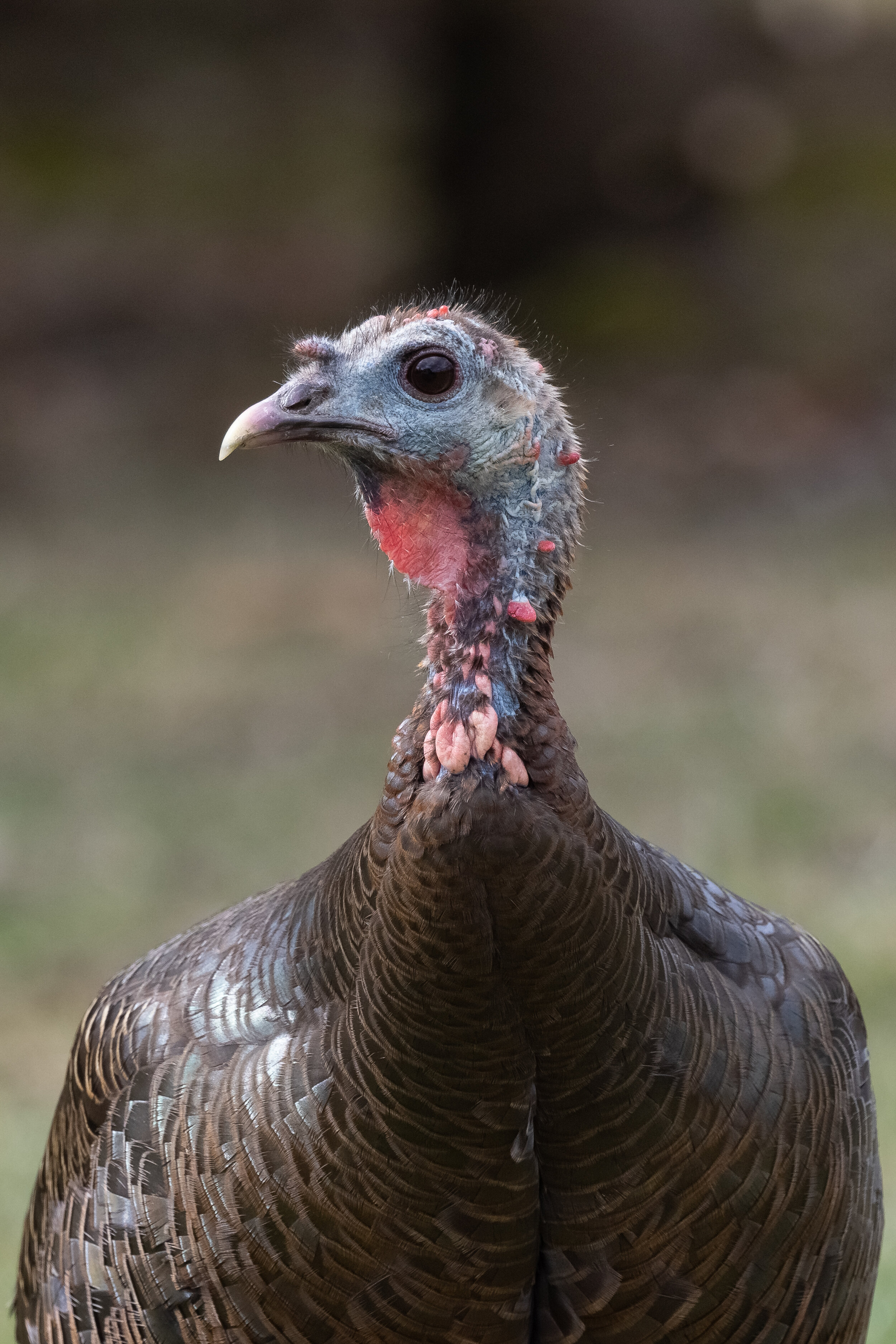 R5C13935-LR1.jpg