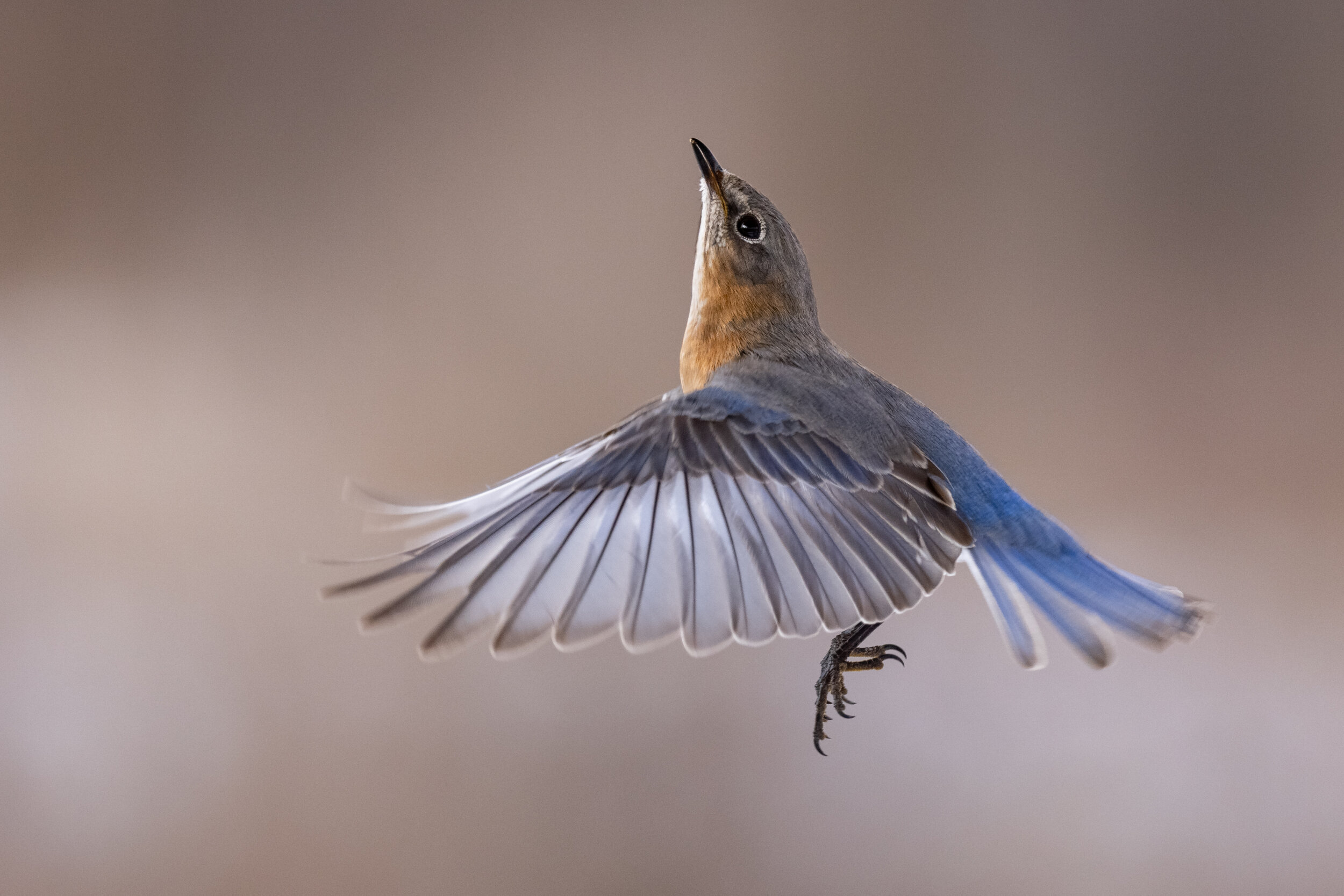 R5C13535-LR1.jpg