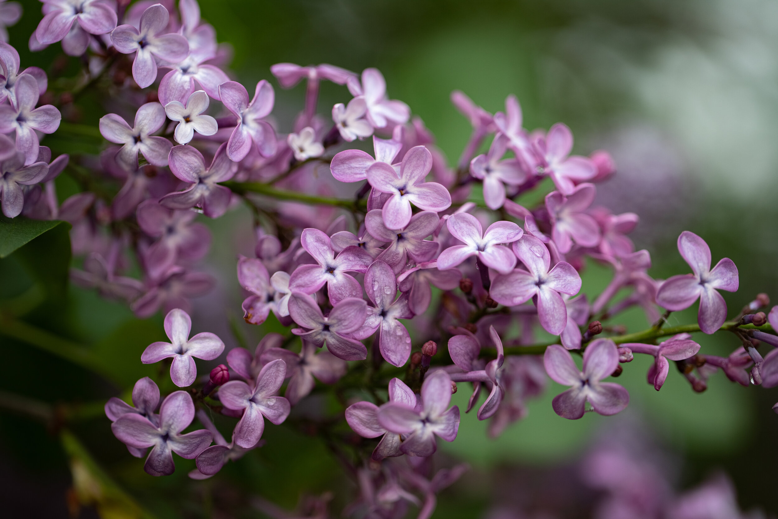 IMG_2393-LR1-LR1.jpg
