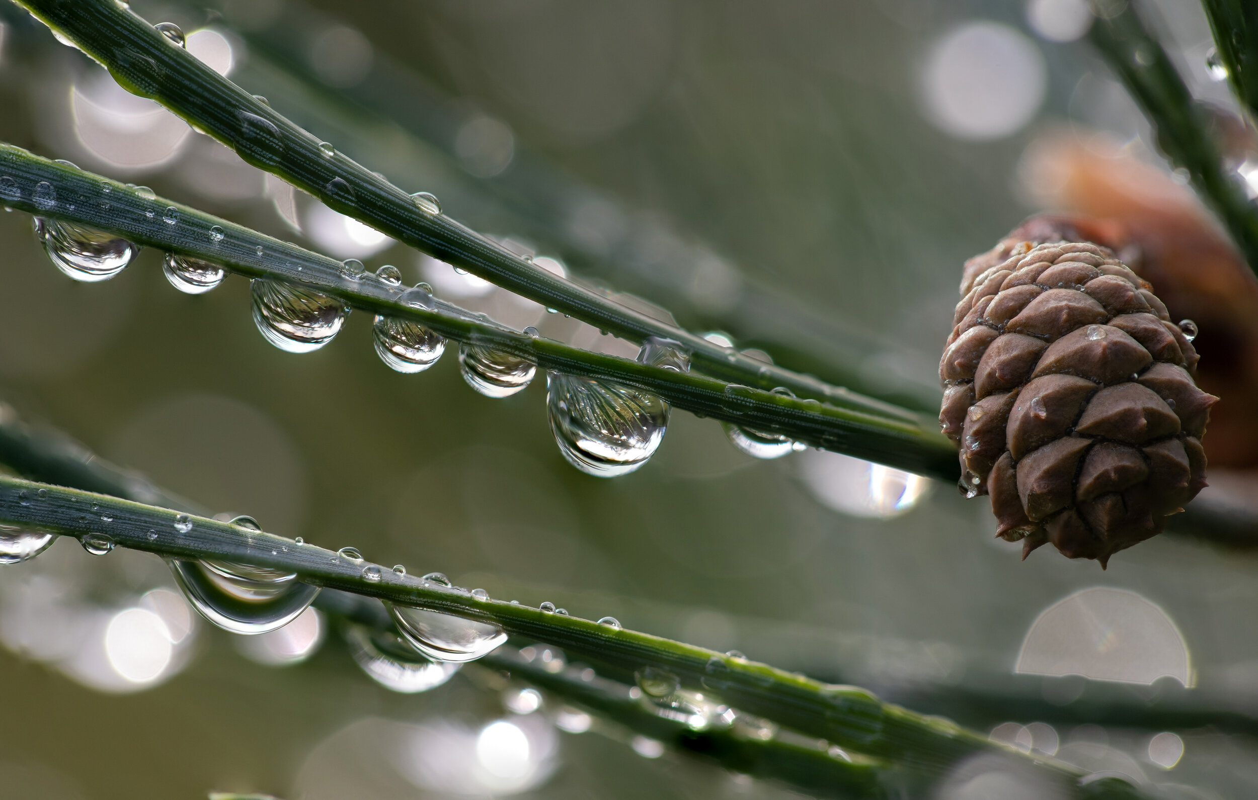 Pine Cone 2-LR1.jpg