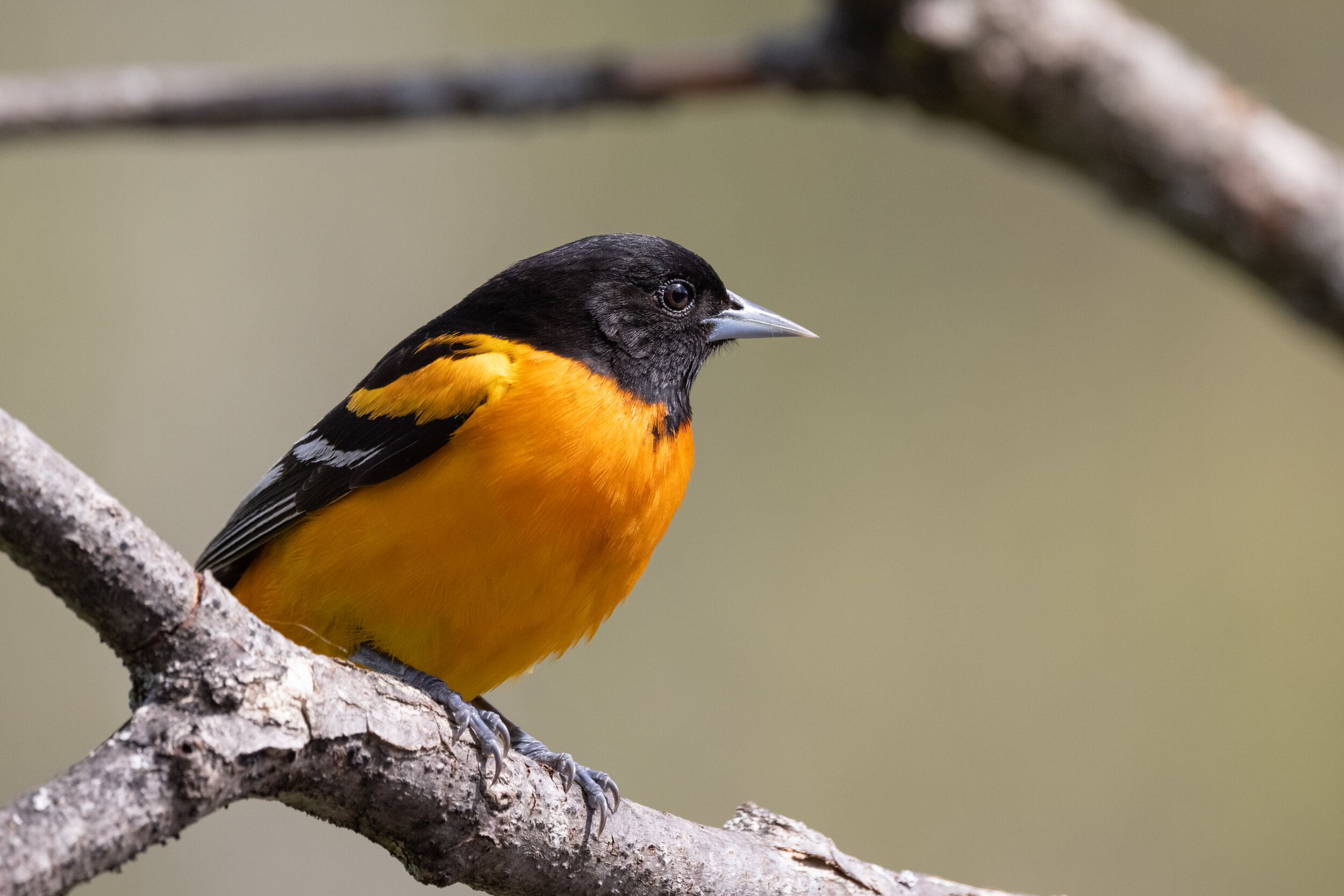 R5C15912-LR1.jpg