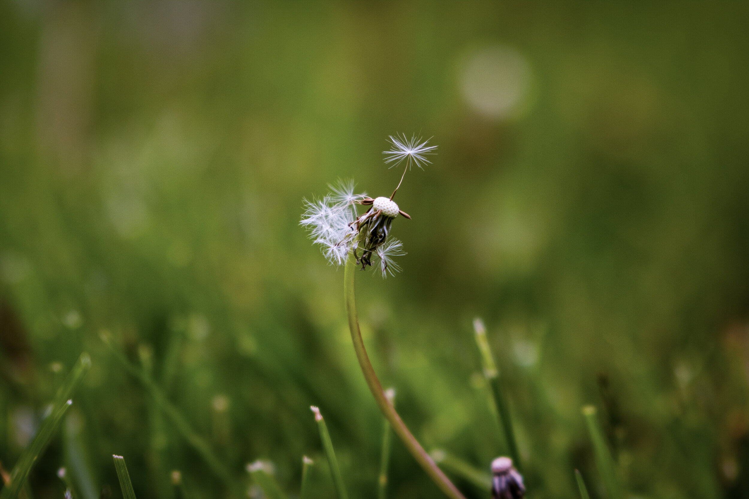 IMG_8293 LR1-LR1.jpg
