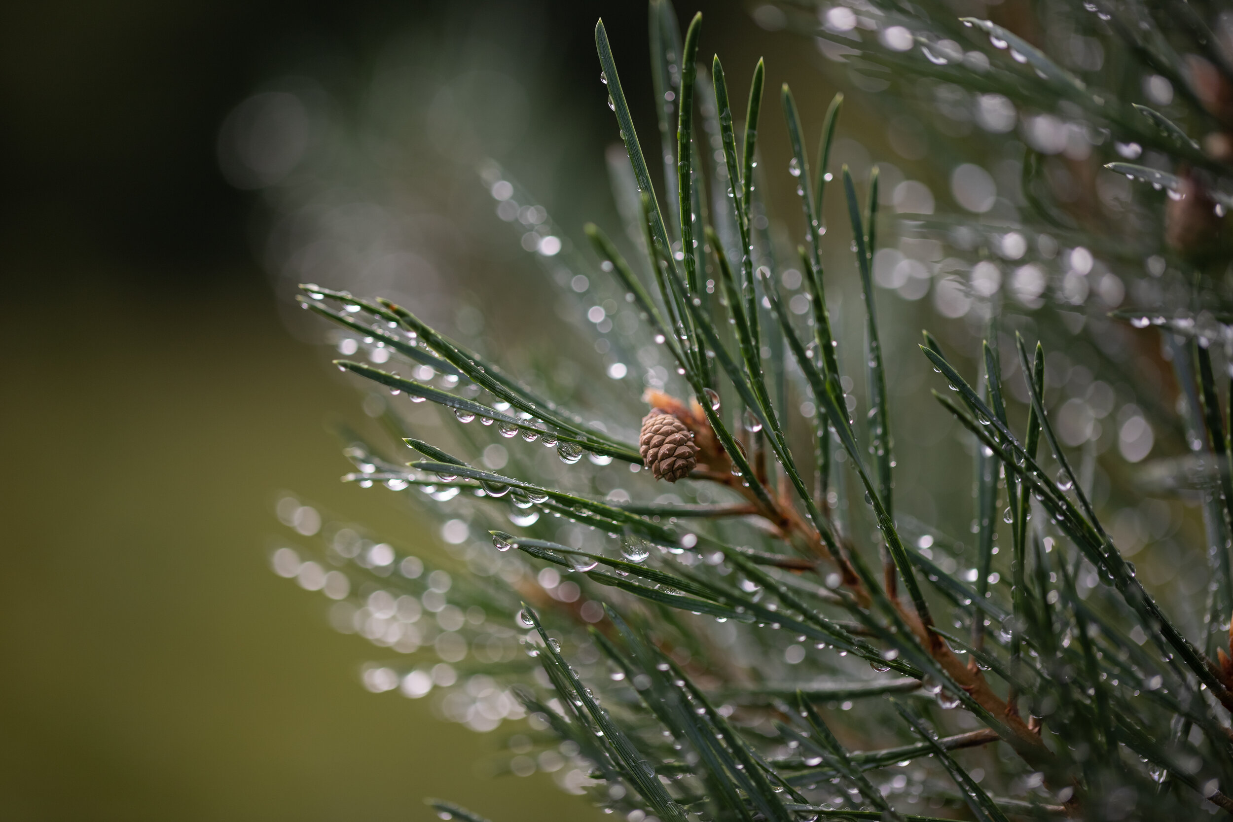 IMG_3762-LR1-LR1.jpg