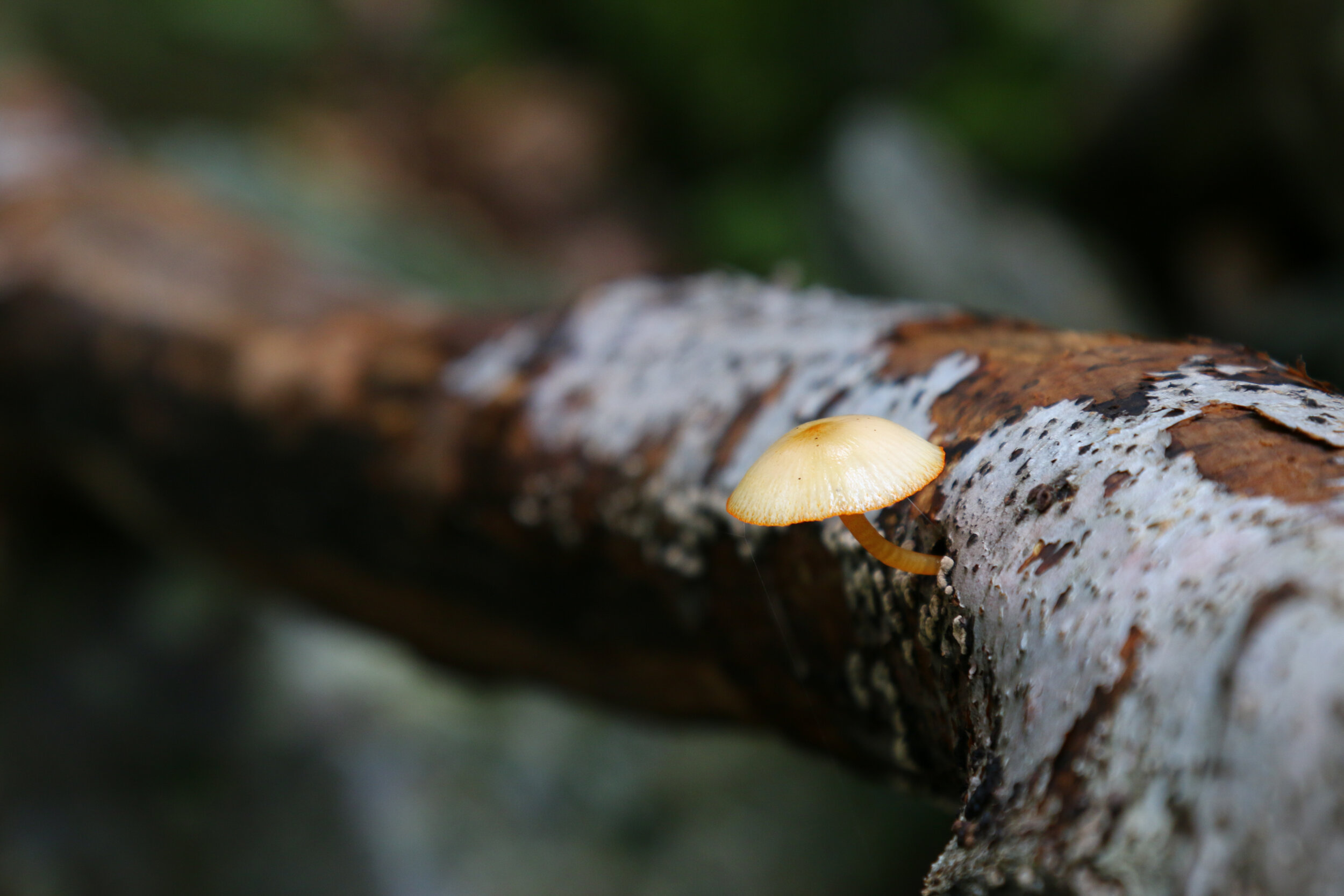 IMG_1641-LR1.jpg