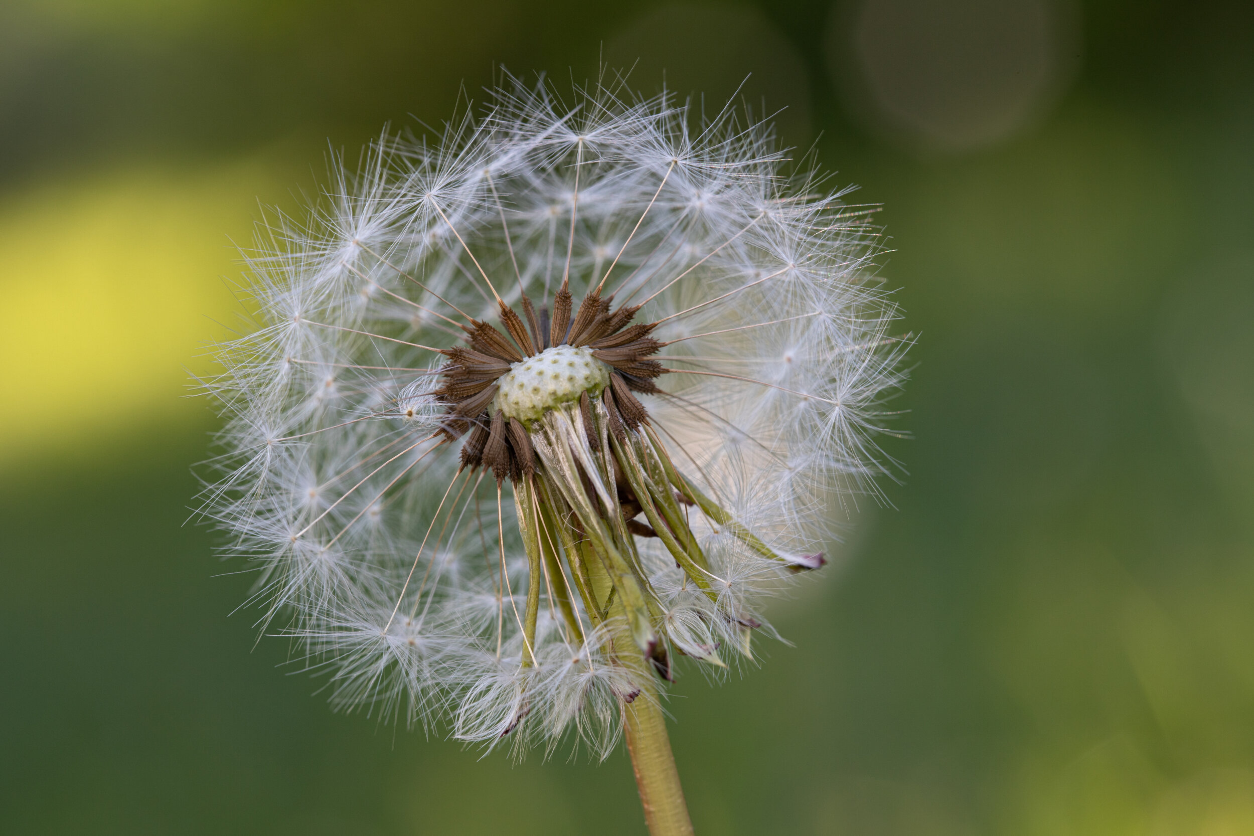 IMG_2412-LR1-LR1.jpg