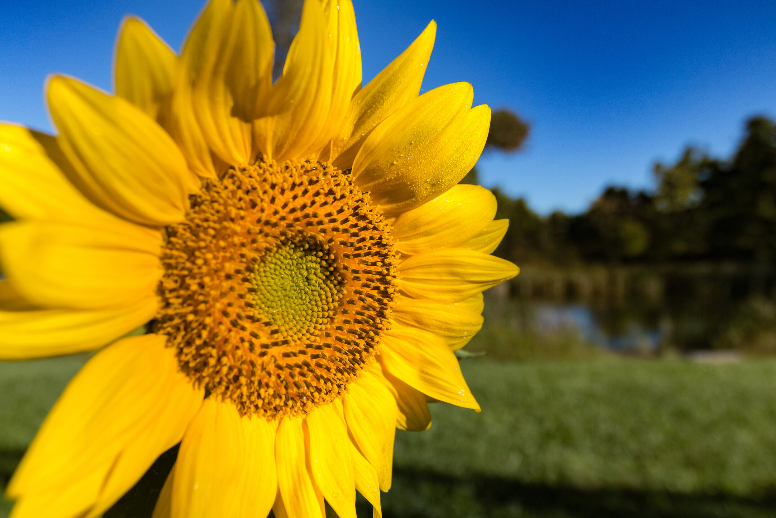 IMG_4703 LR1-LR1.jpg