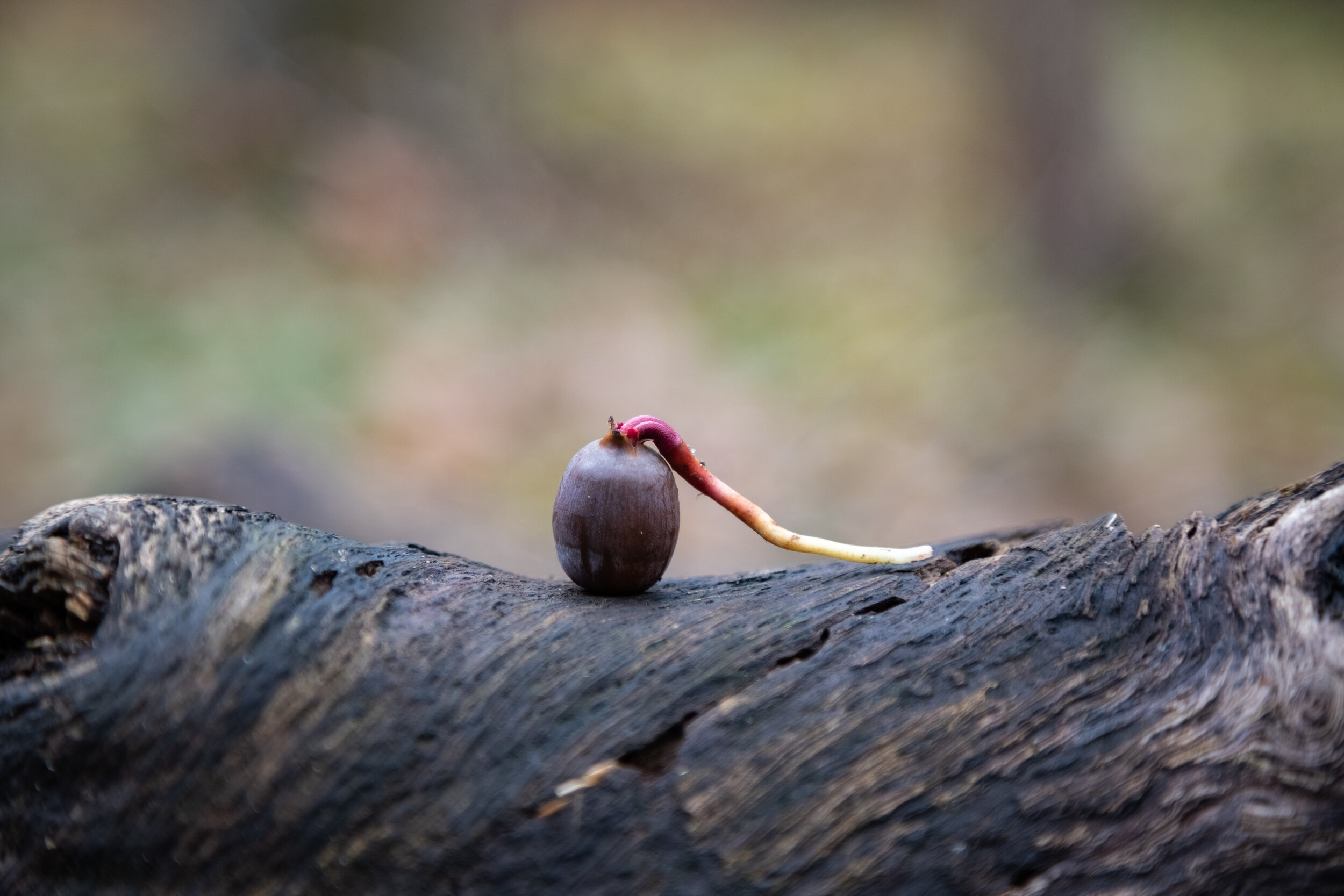 IMG_6921-LR1-LR1.jpg