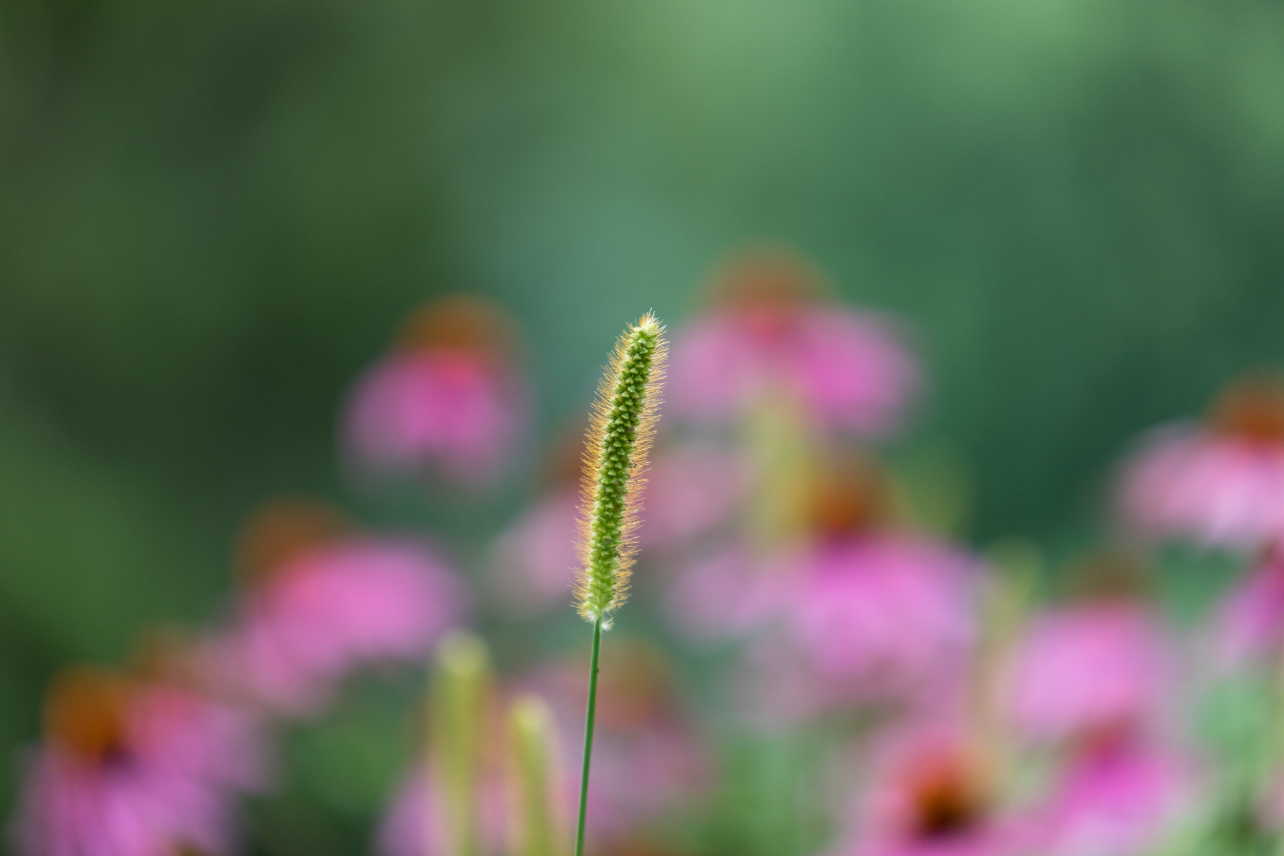 6M3A0029 LR1-LR1.jpg