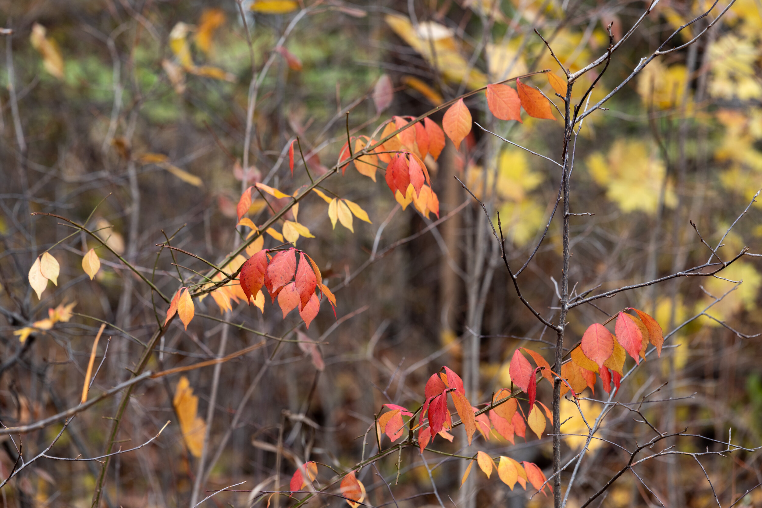 IMG_6983-LR1-LR1.jpg