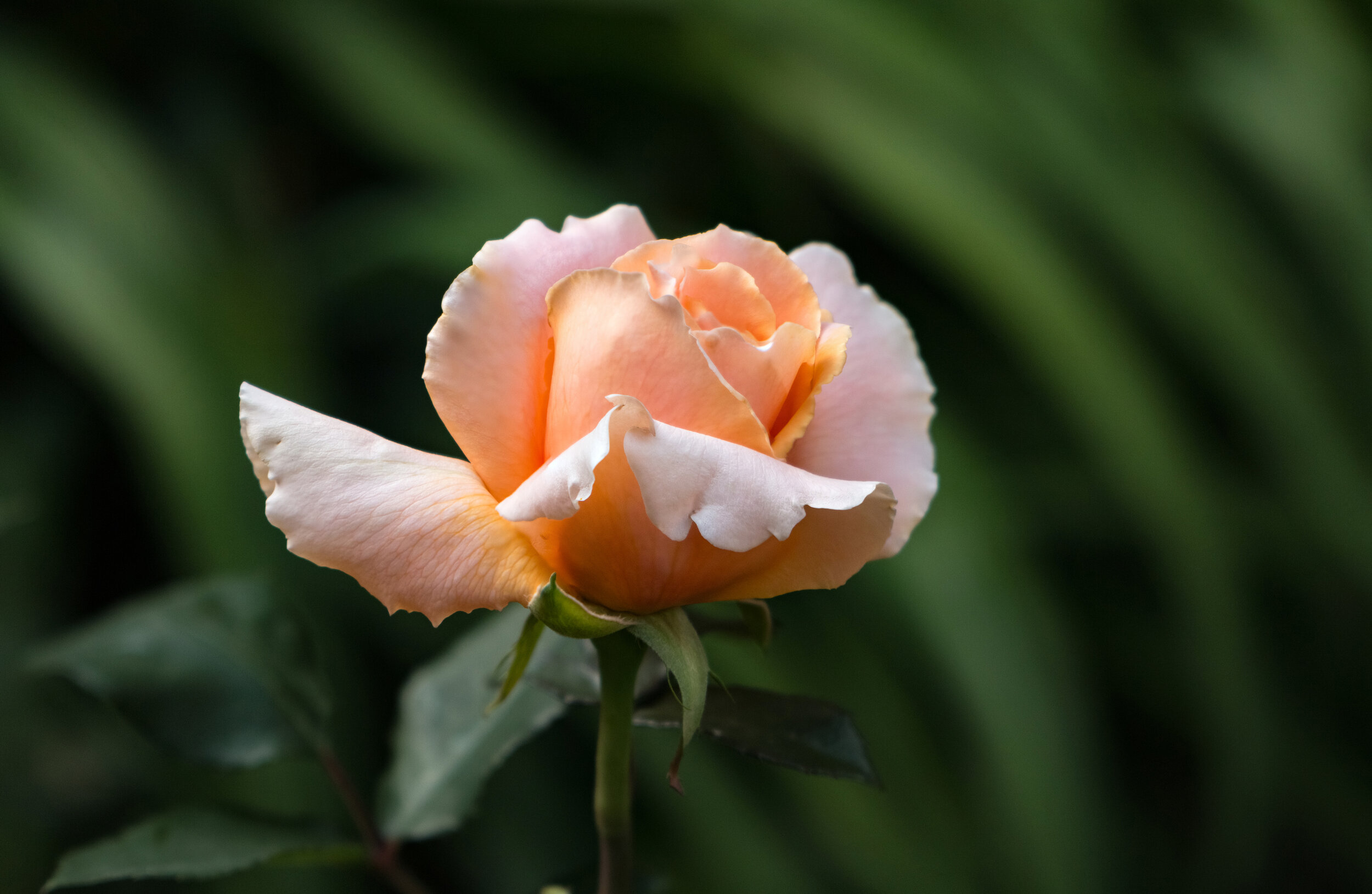 Stacked Rose-LR1.jpg