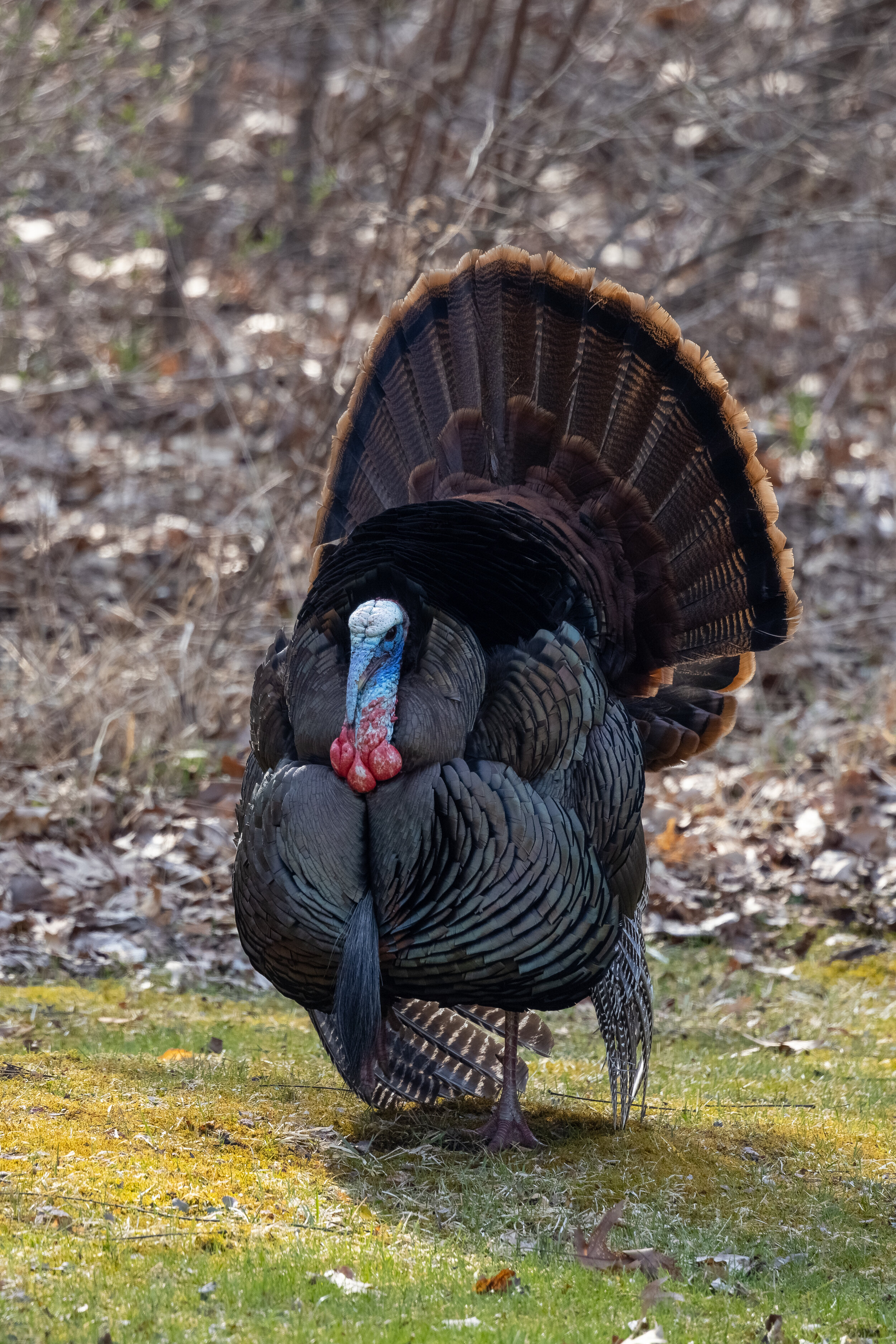 R5C14054-LR1.jpg