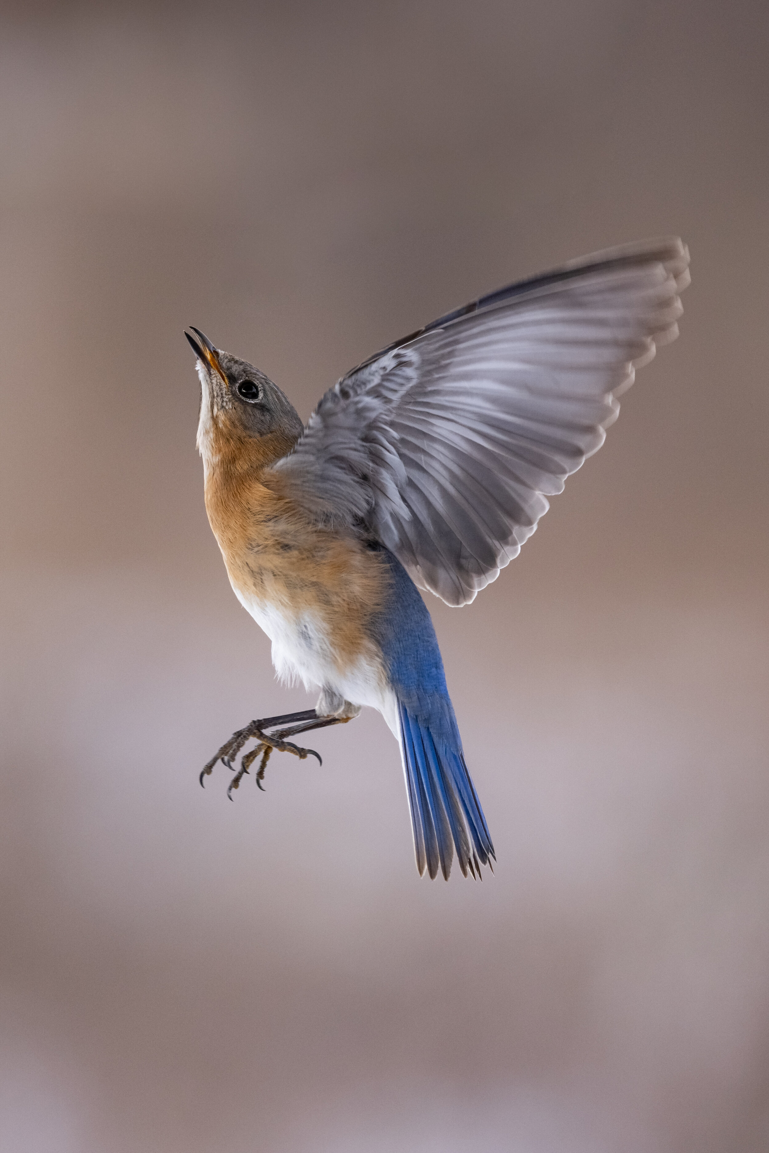 R5C13522-LR1.jpg