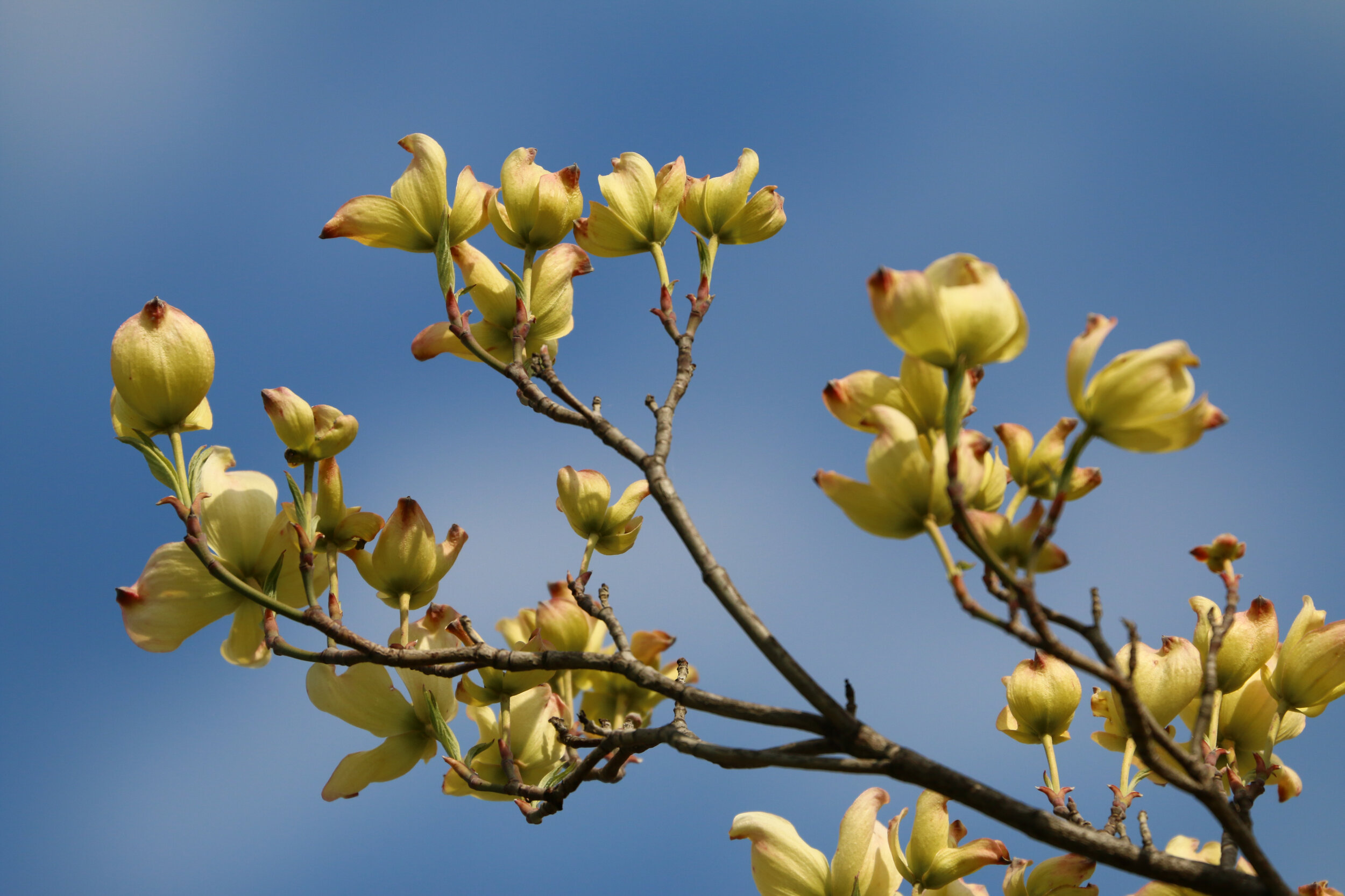 IMG_6472-LR1.jpg