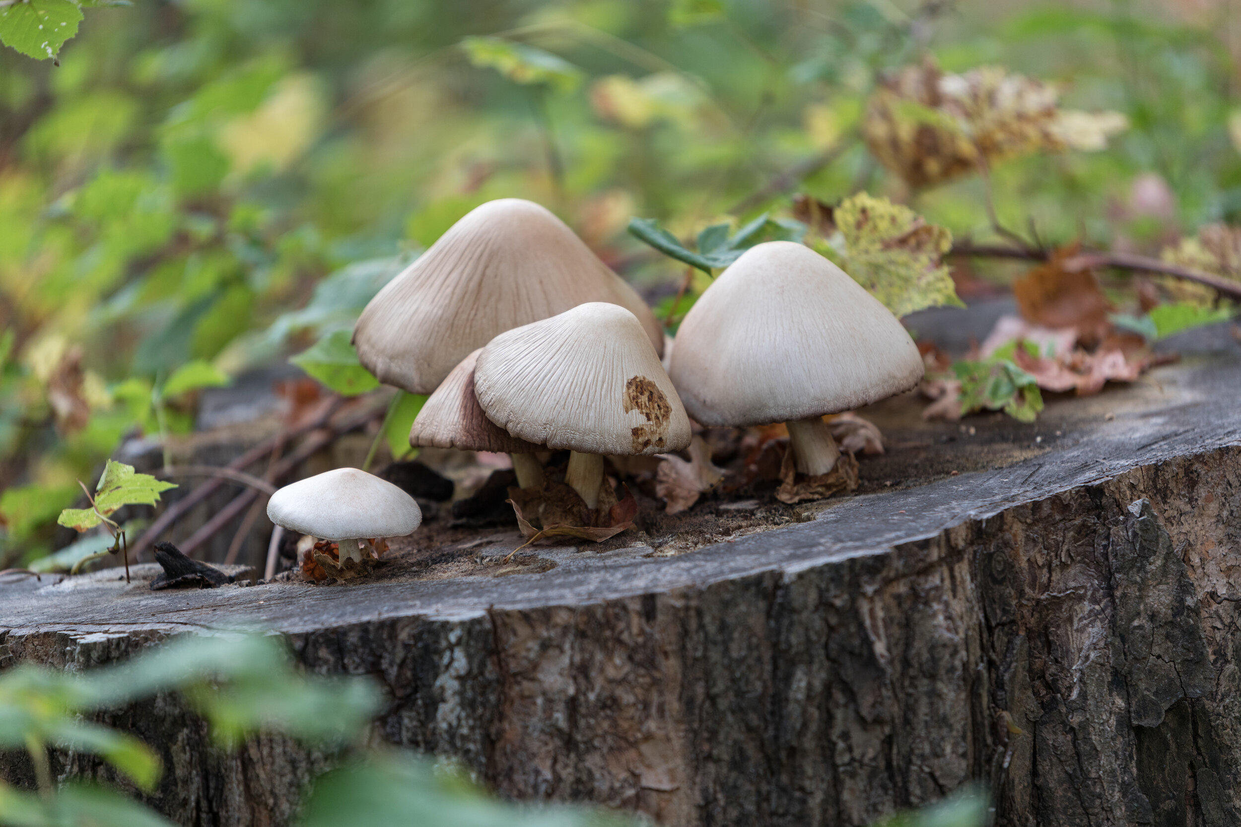 6M3A3557 LR1-LR1.jpg