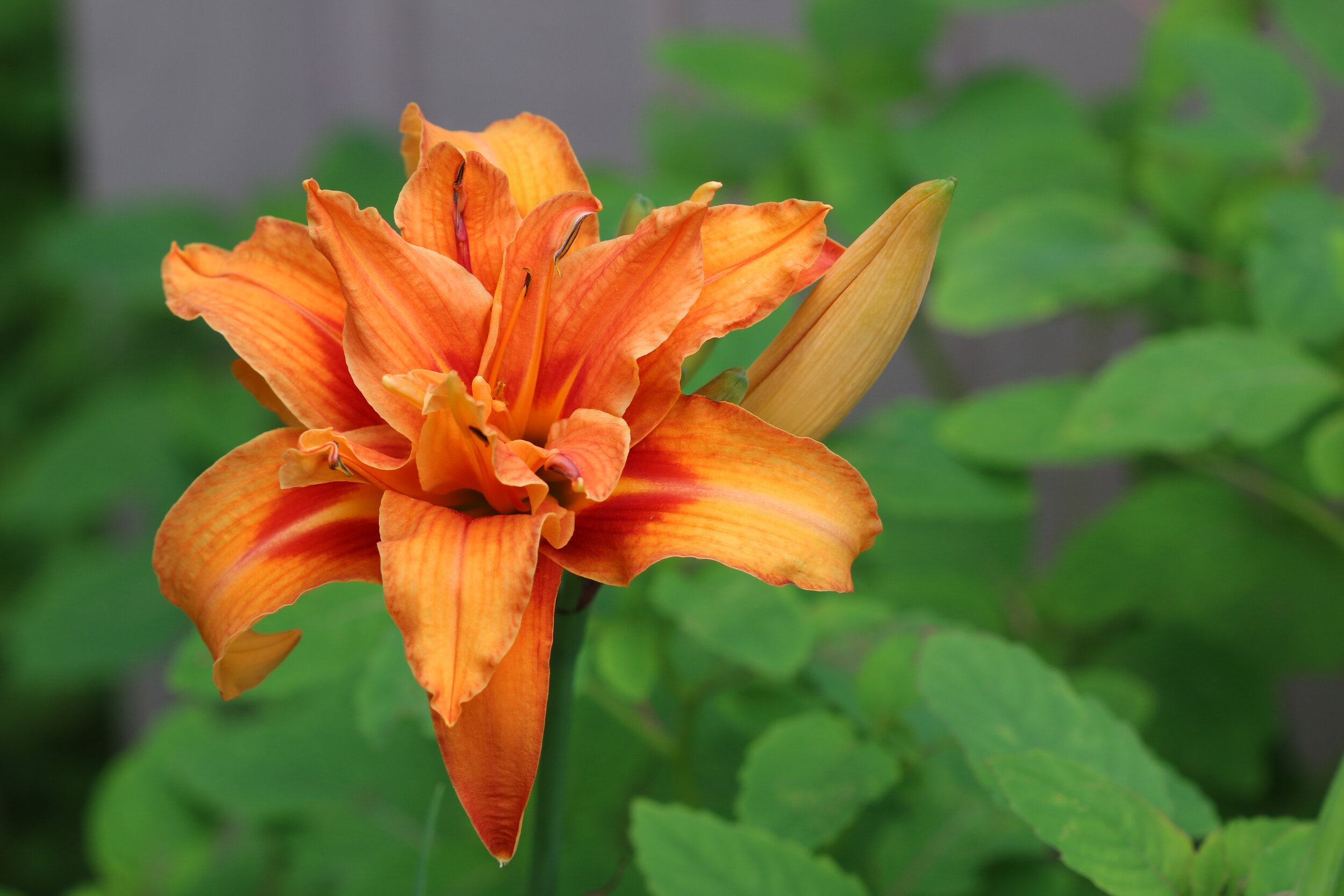 IMG_6890-LR1.jpg