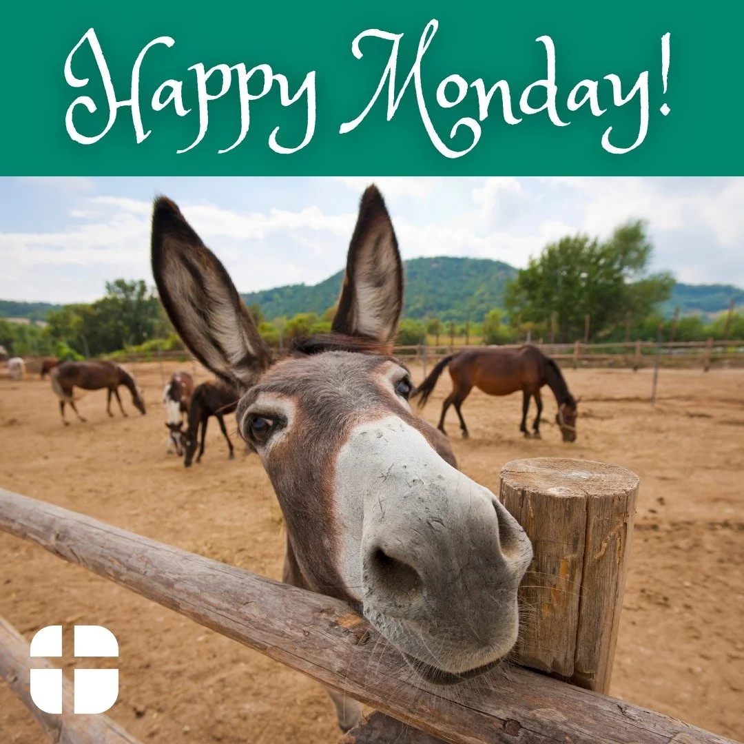 Good morning! Wishing you a joyful Monday and a wonderful week.