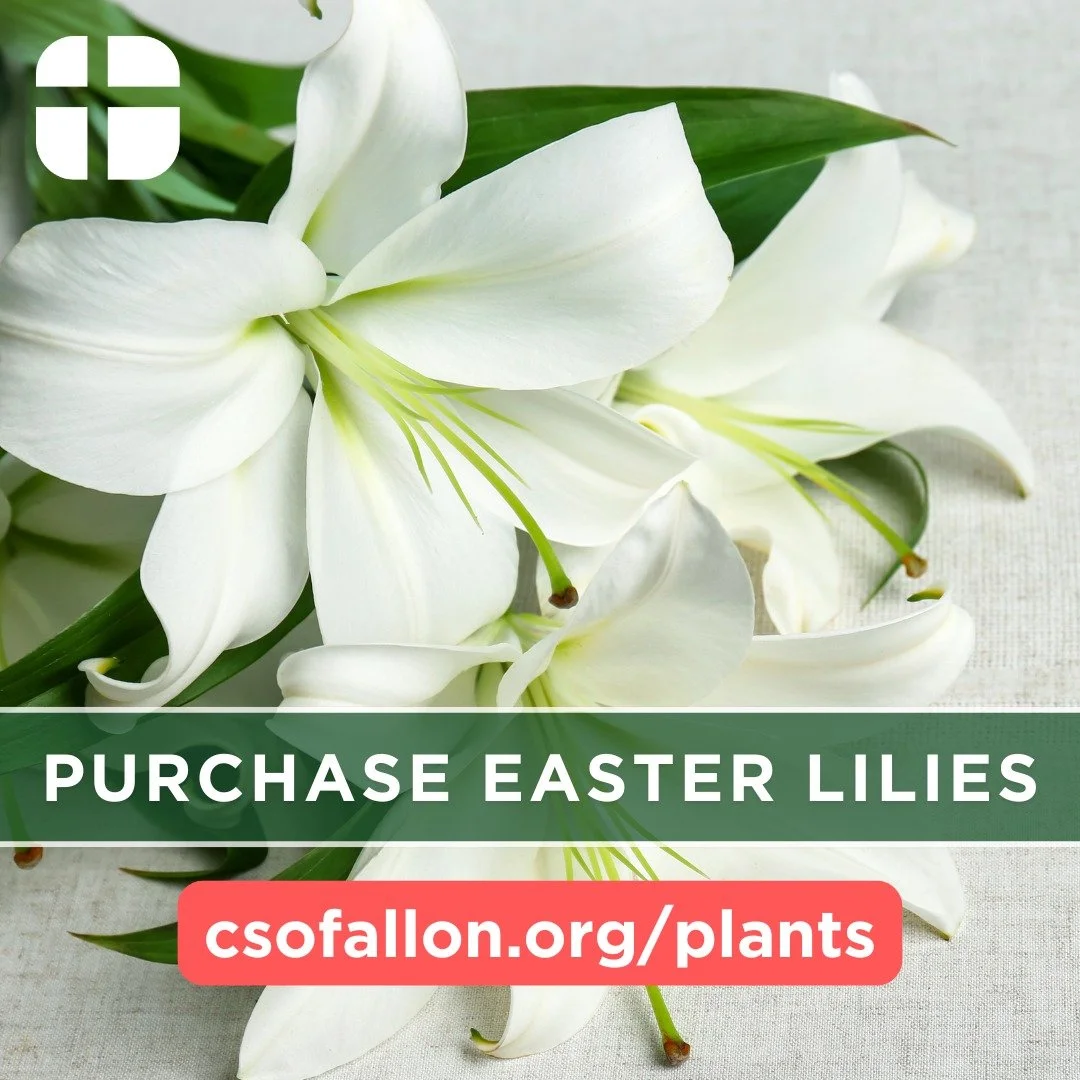 🌸 Help Decorate Cornerstone UMC for Easter! 🌸

Celebrate the resurrection of Christ by sponsoring an Easter lily in celebration, honor, or memory of a loved one, or simply to share in the joy of Easter.

Lilies are $15 each. Order online at csofall