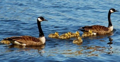 geese and goslings closeup.jpg