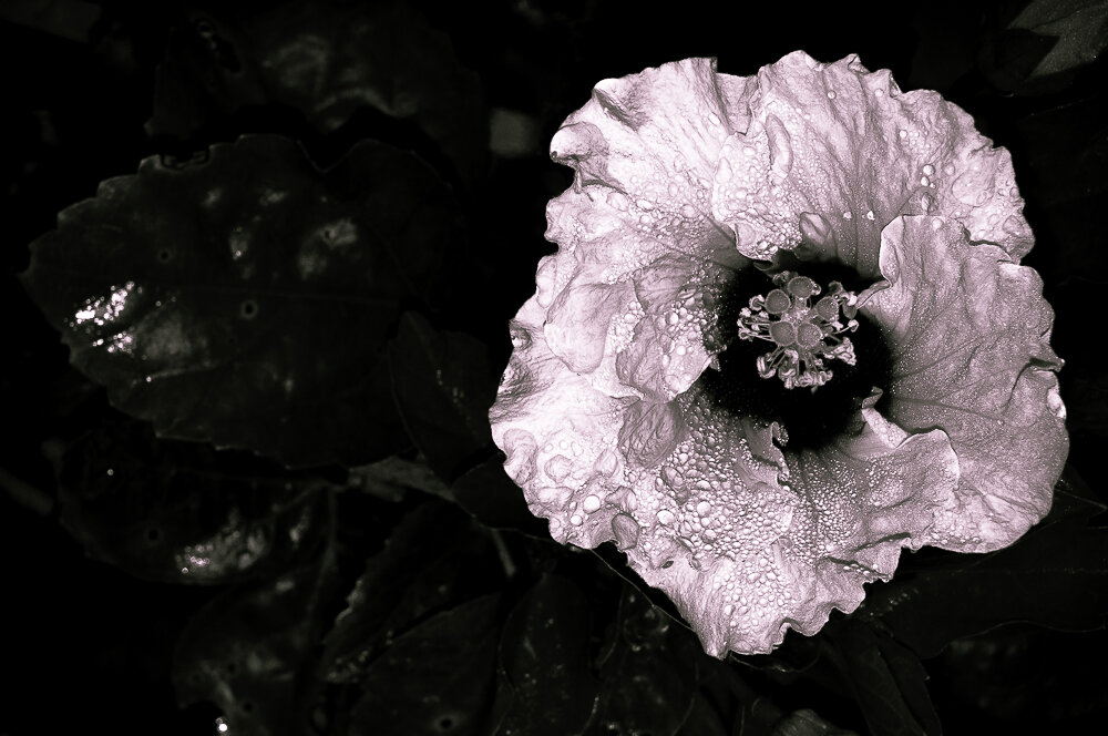 Flower (1 of 1).jpg