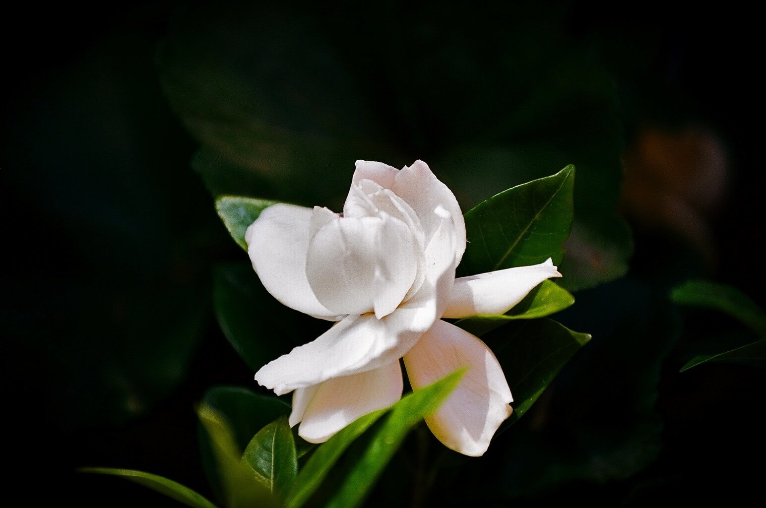 Gardenia #3