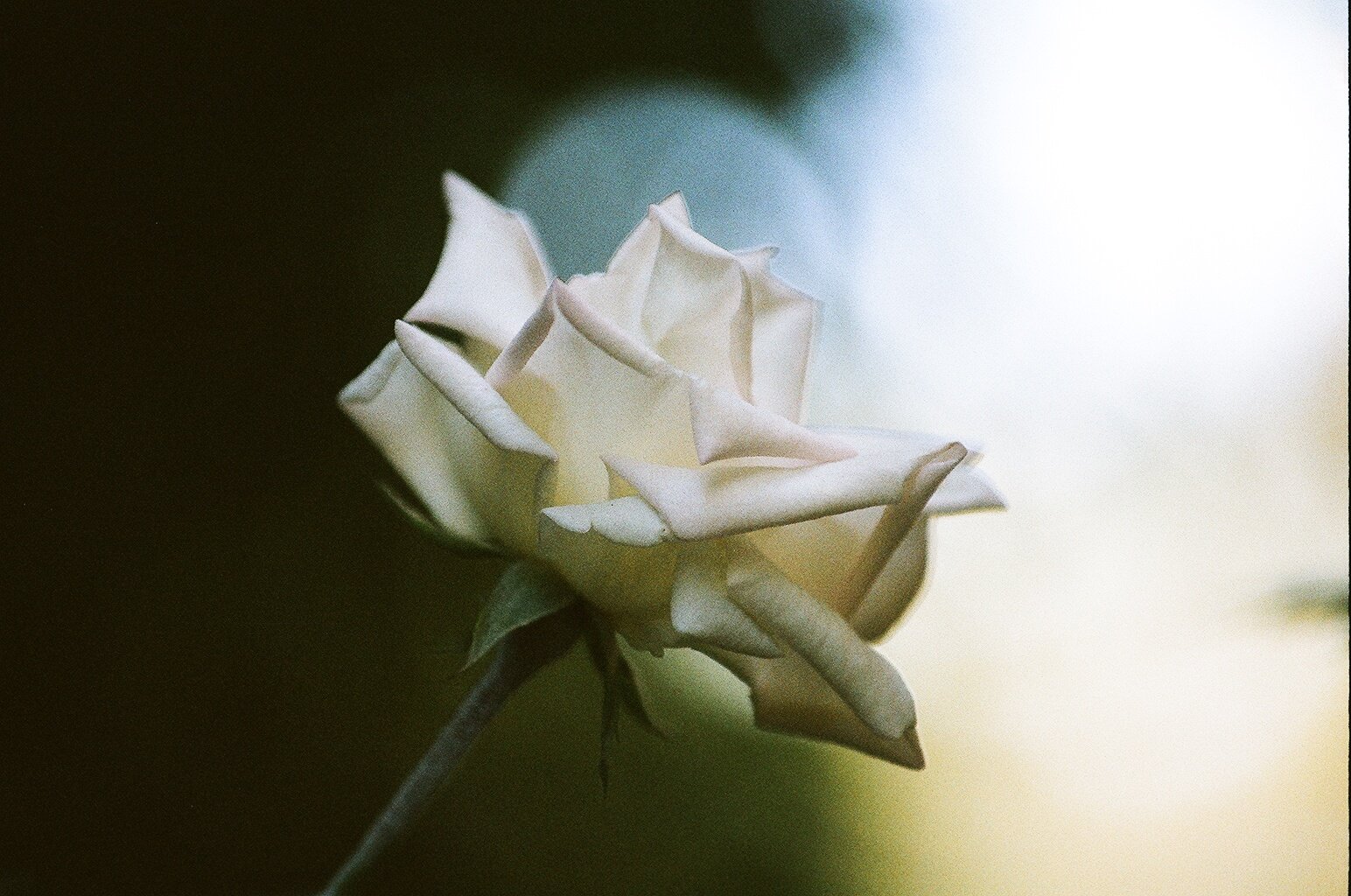 White Rose #1