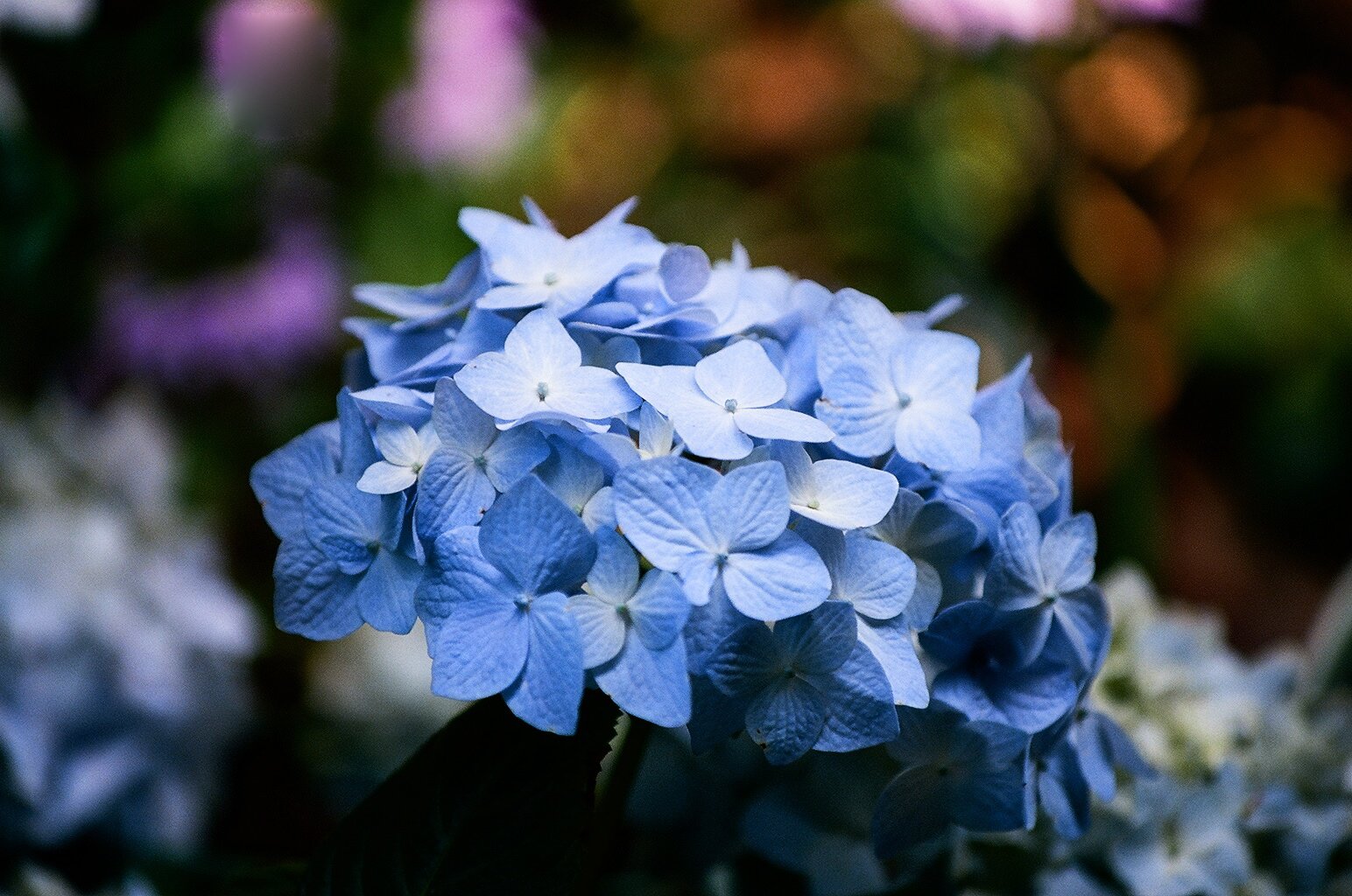 Blue Hydrangea #25