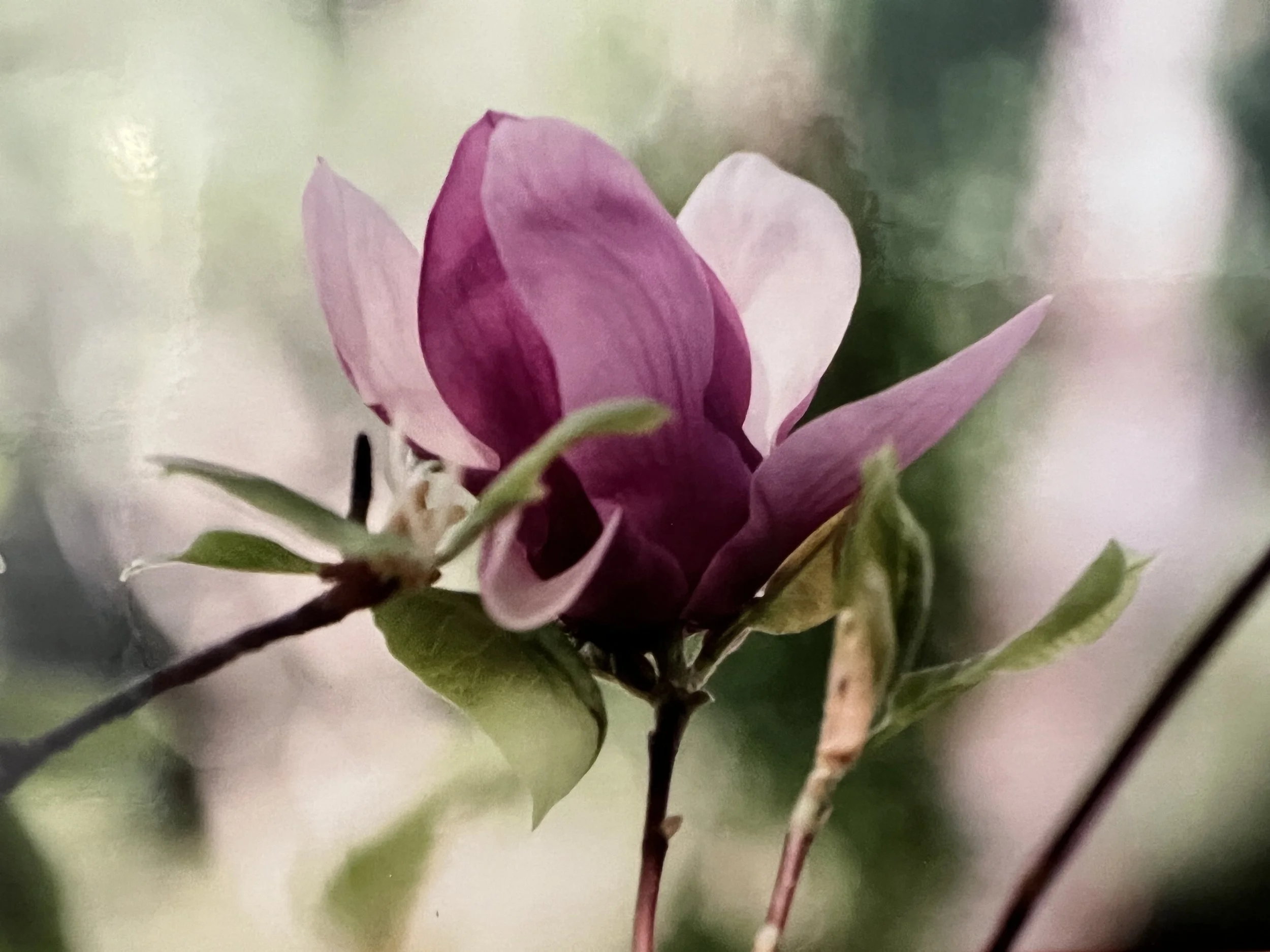 Magnolia #17