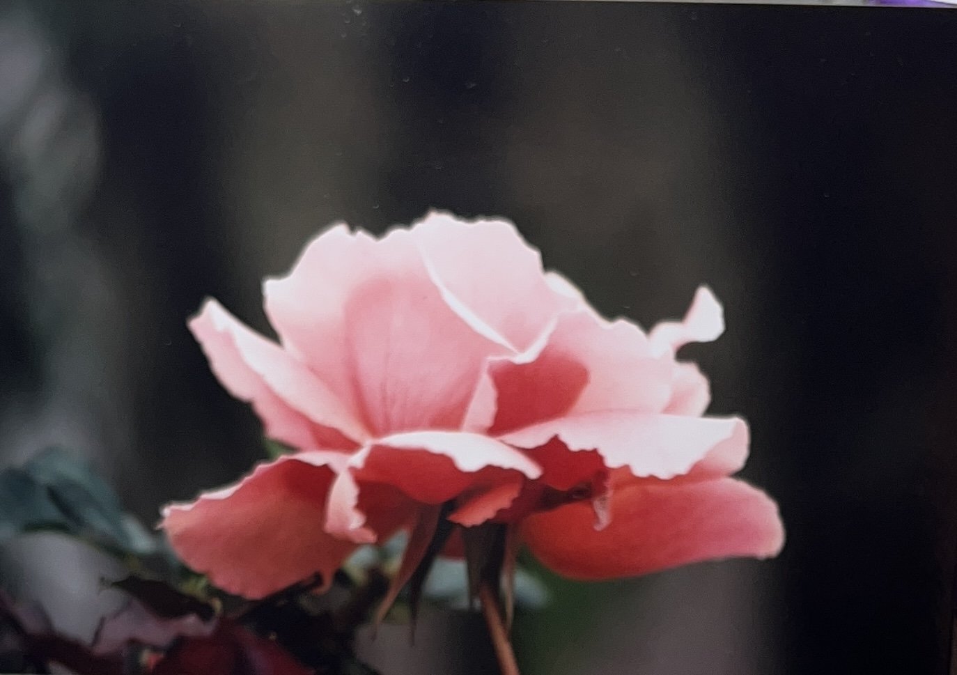 Rose #31