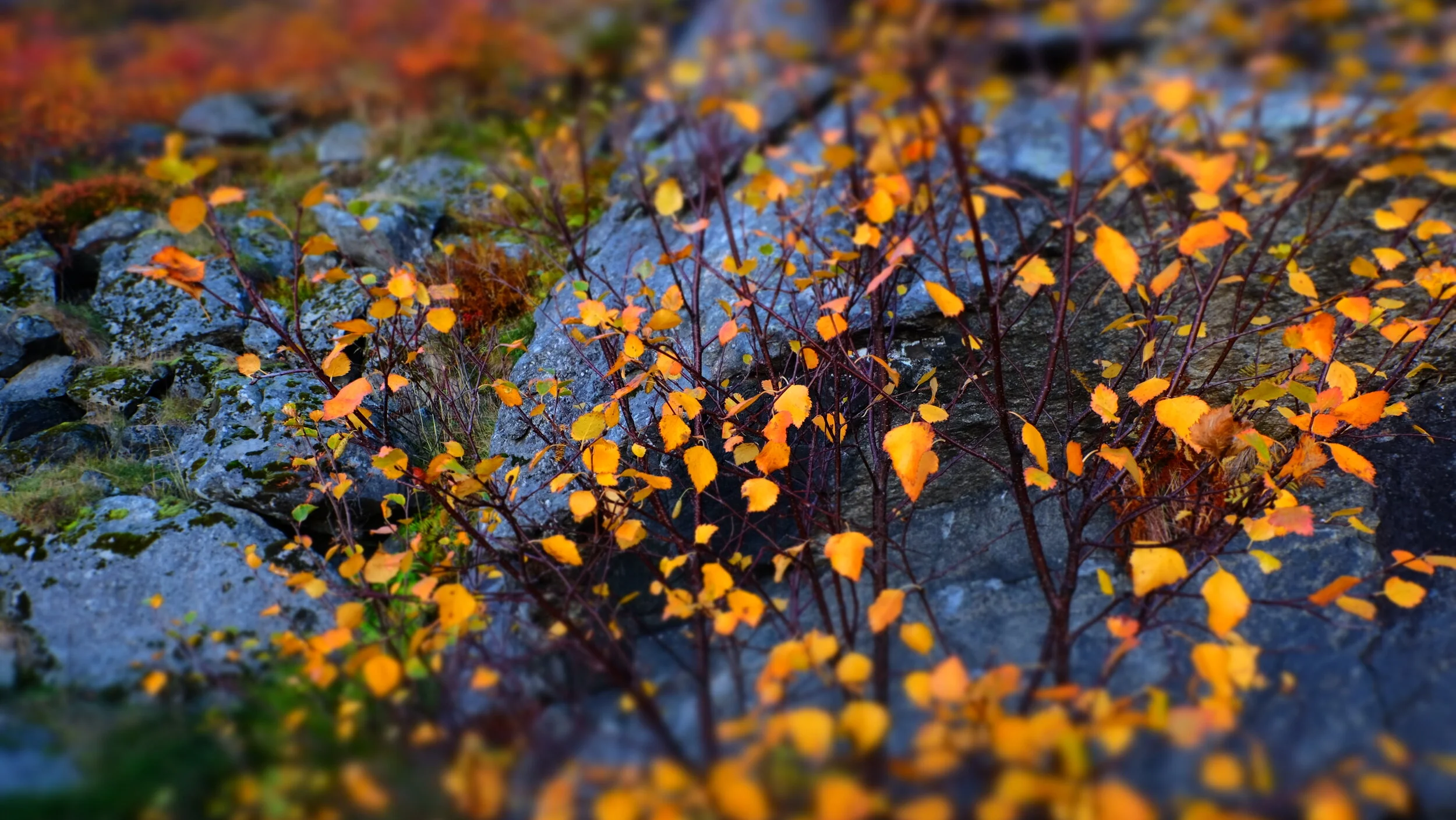 DSCF4498.JPG