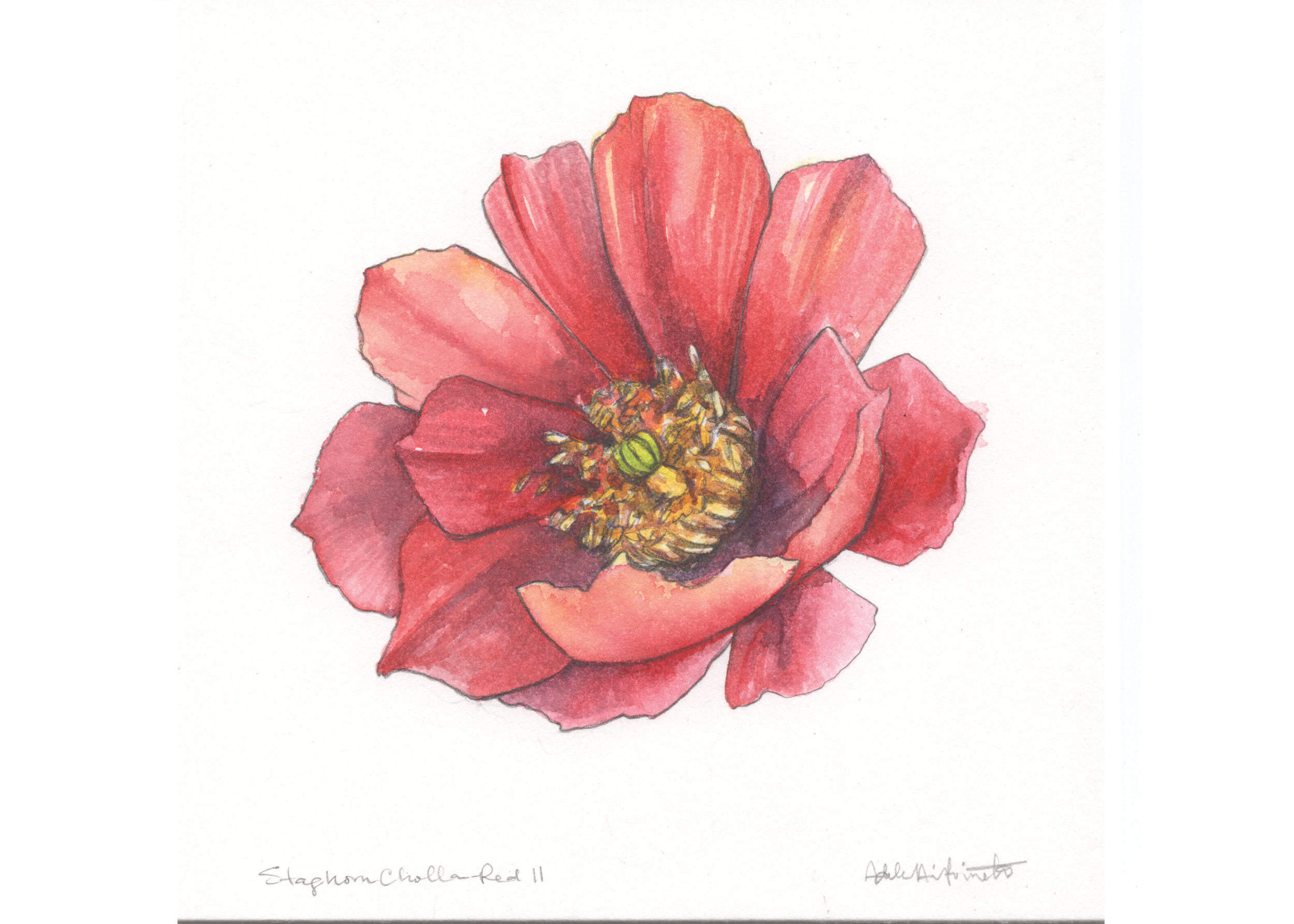 "Staghorn Cholla Red II"