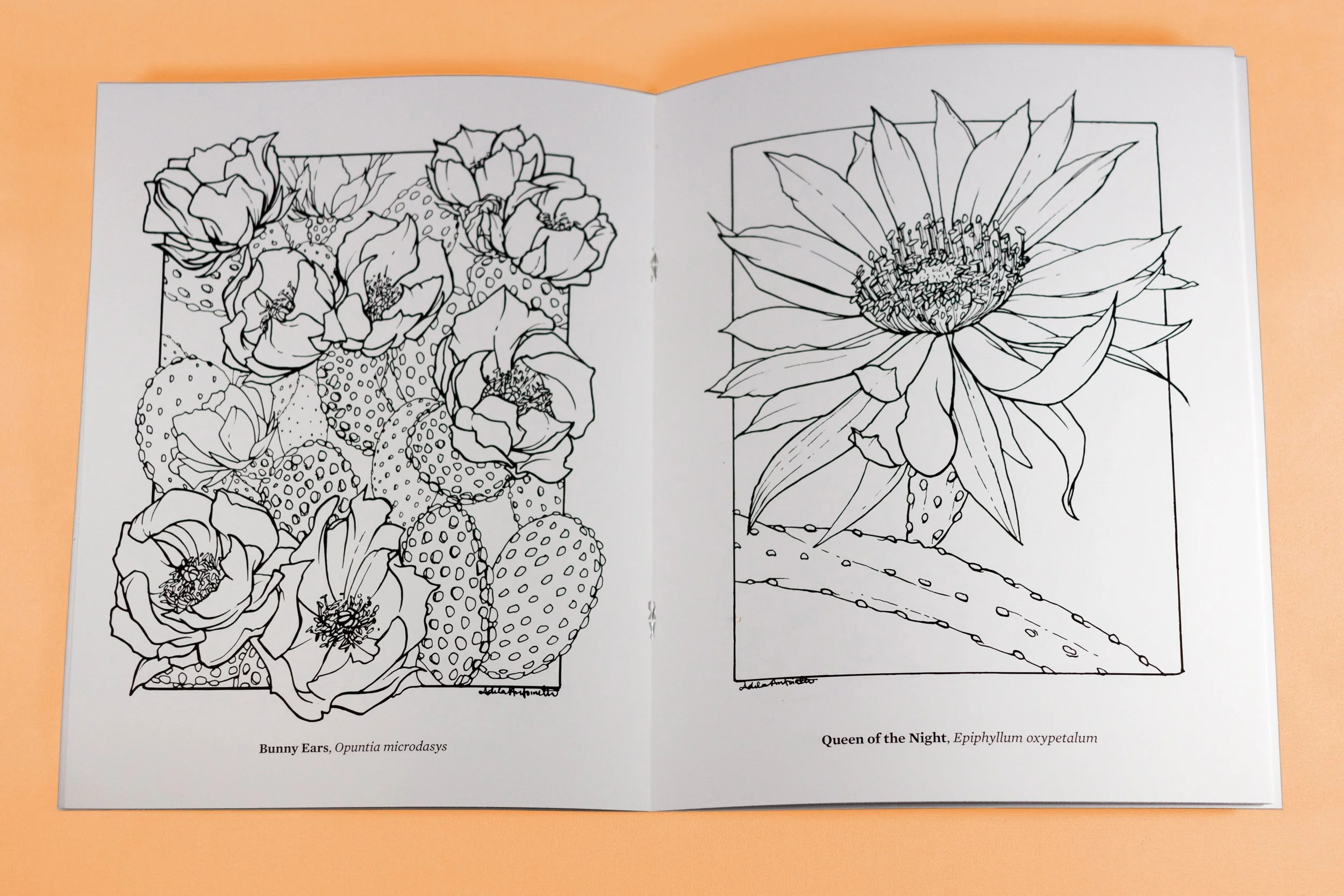 ColoringBookOPen_Sand.jpg