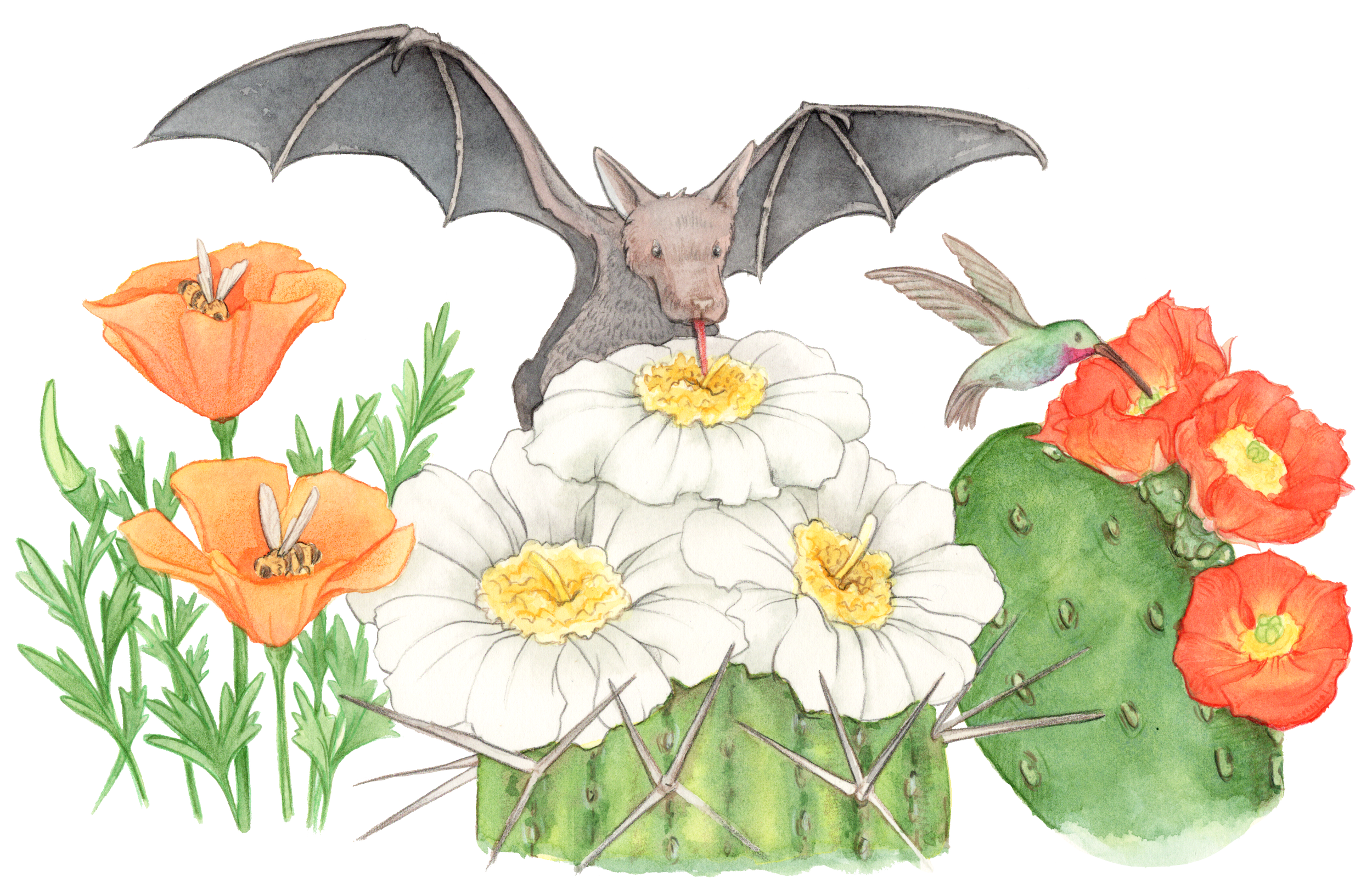 Pollination.png