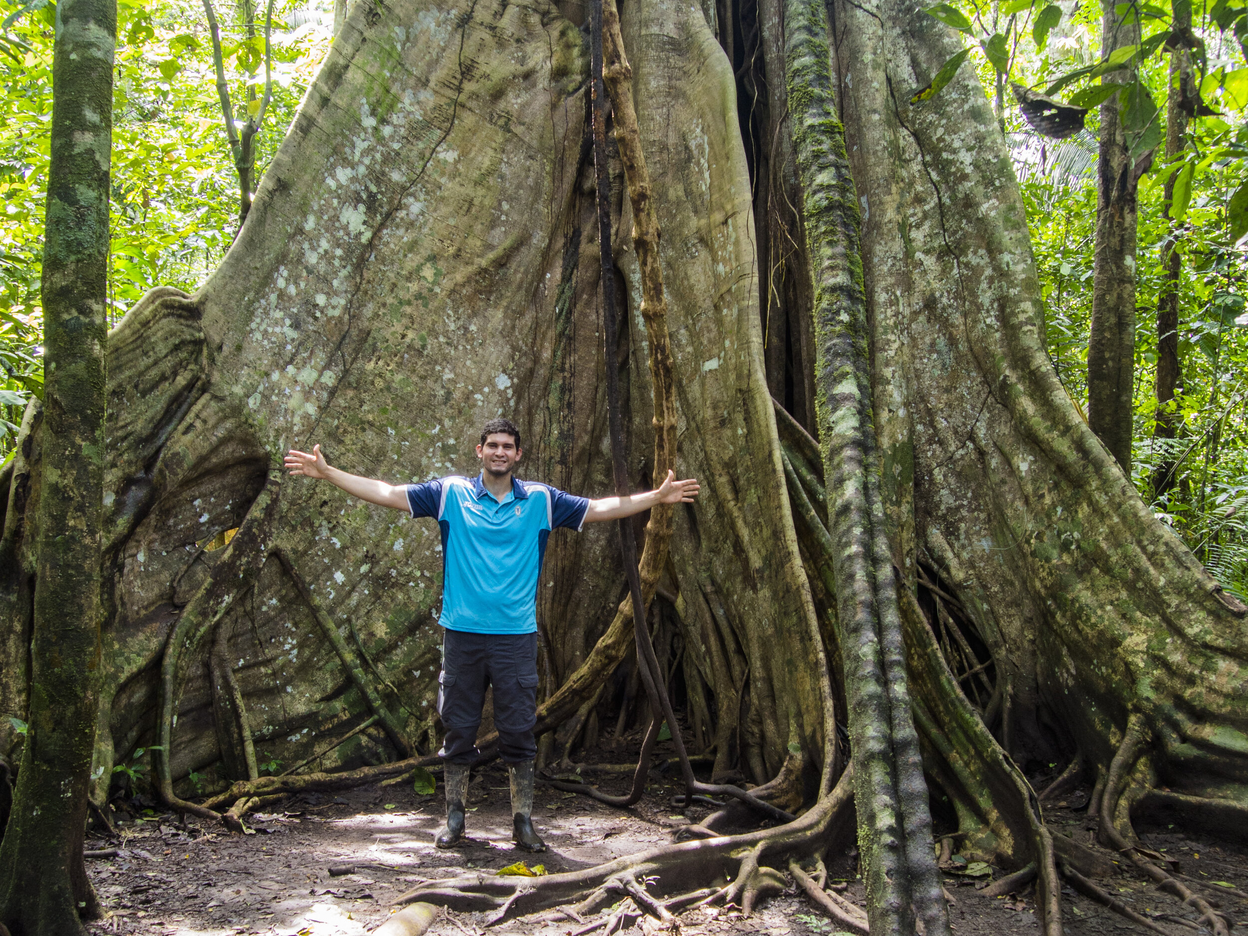  Mega old Ficus Mata Palo in the Amazon rainforest 