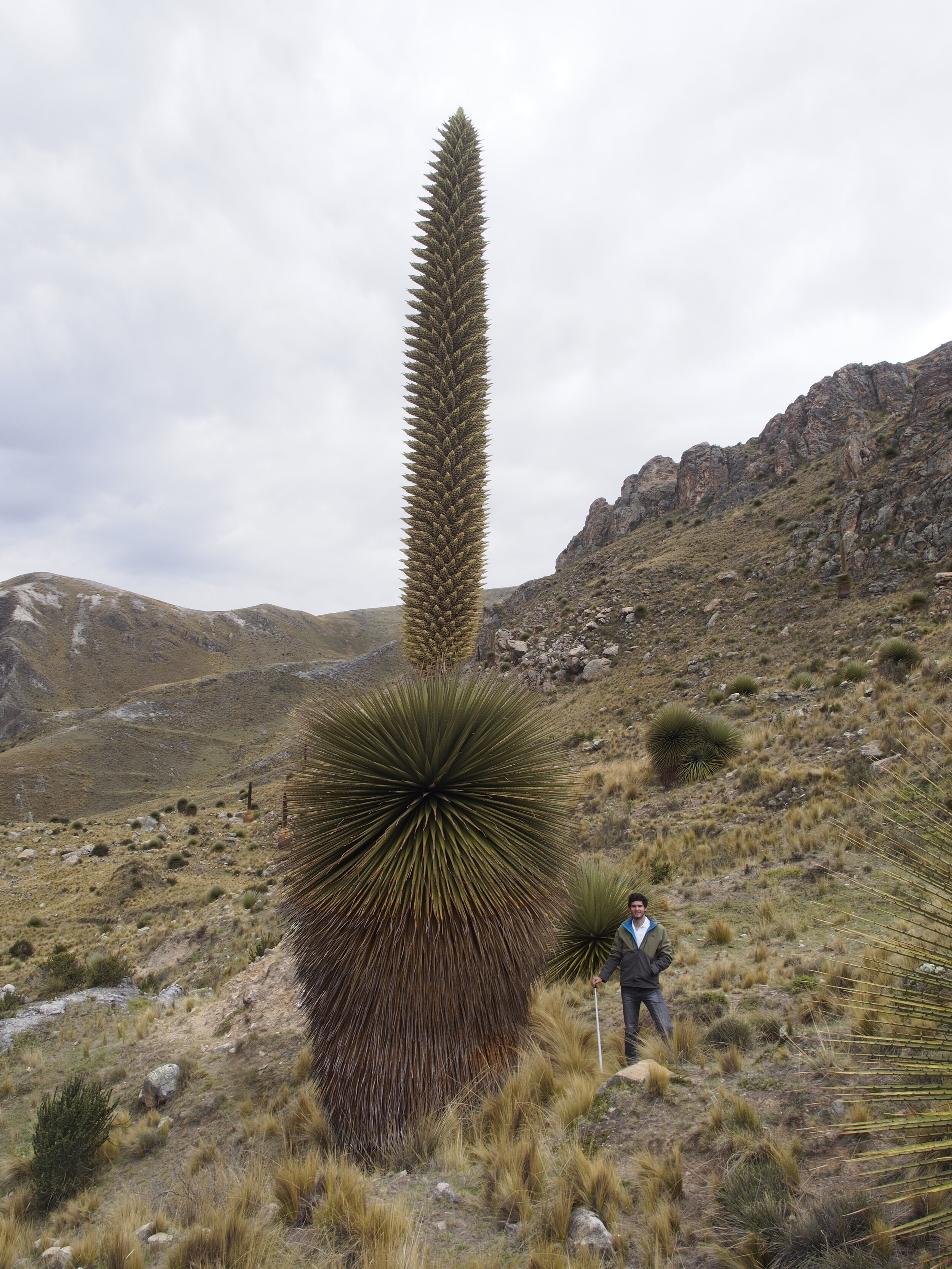  Next to a giant Puya Raimondii when travelling in Central Peru 