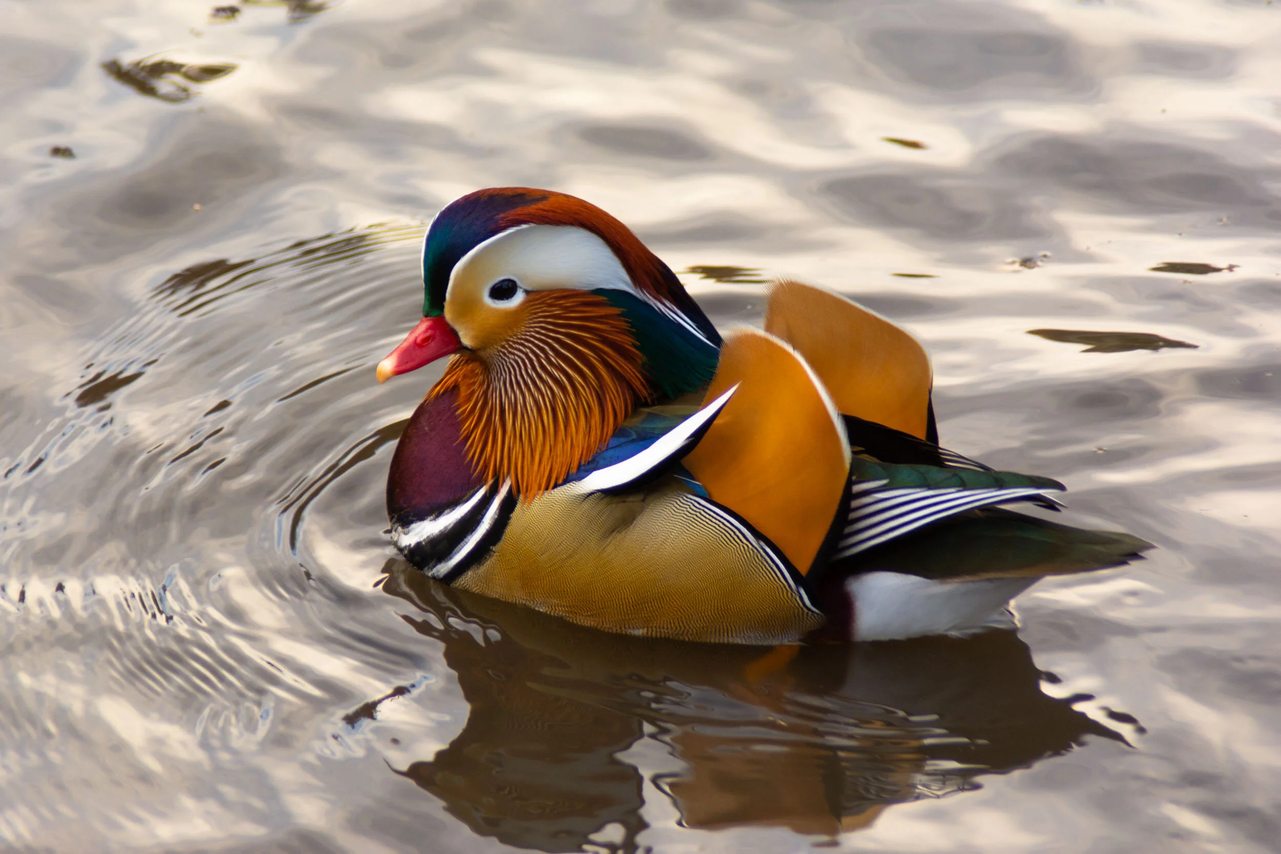 <span>Mandarin Duck</span><br><em>New York City, USA</em>