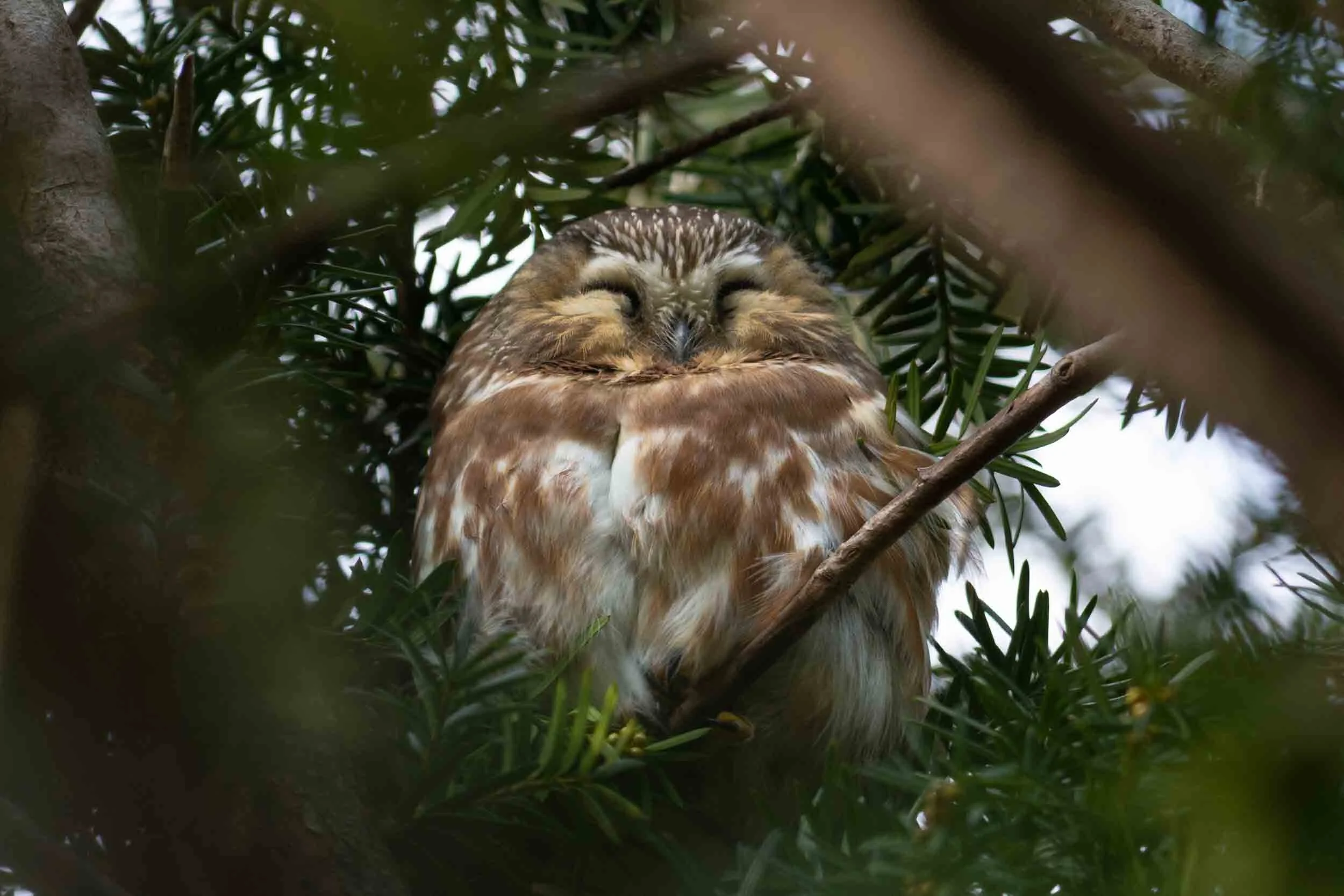 <span>Saw Whet Owl</span><br><em>New York City, USA</em>